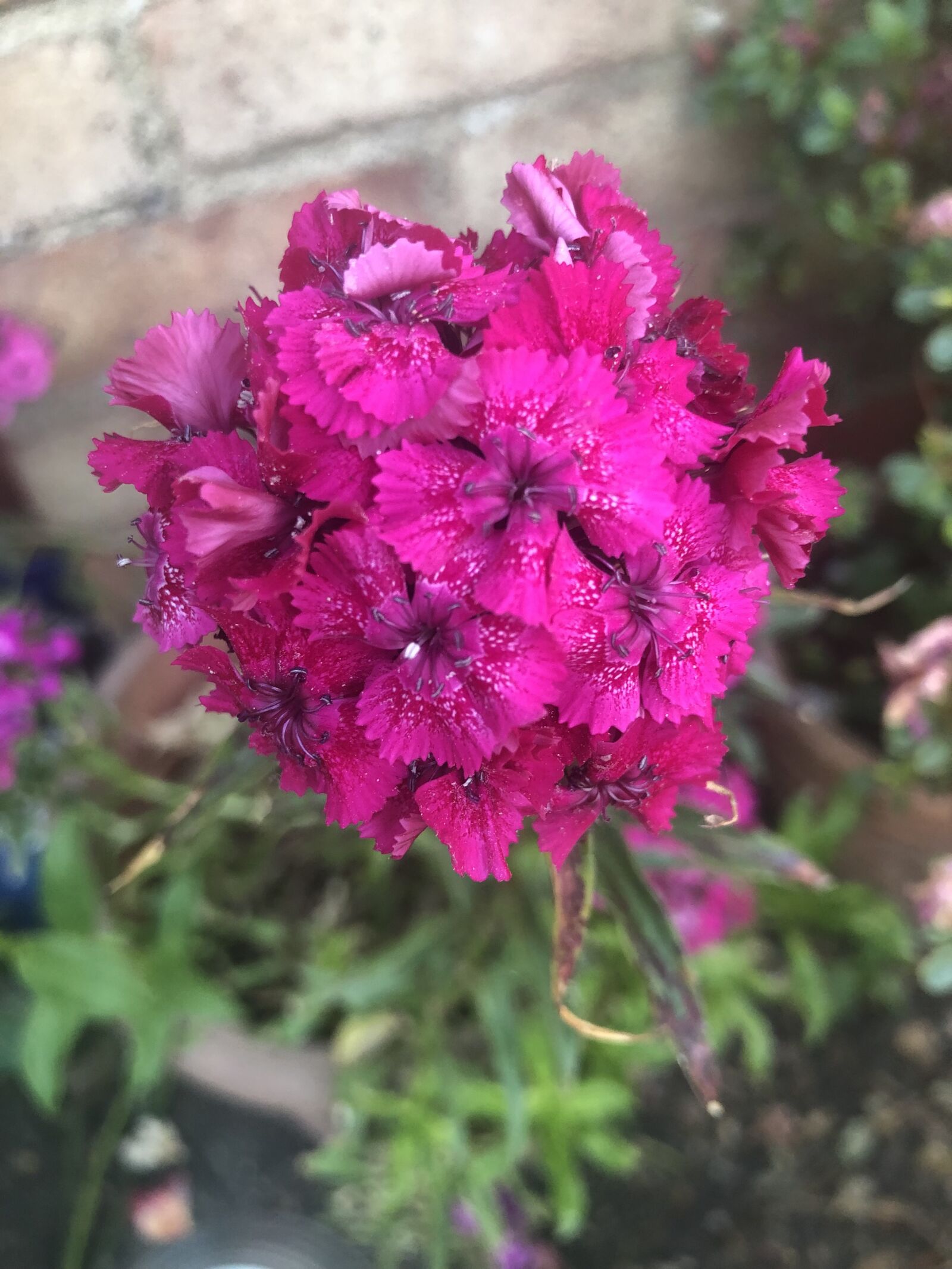 Apple iPhone 8 sample photo. Pink, flower, flora photography