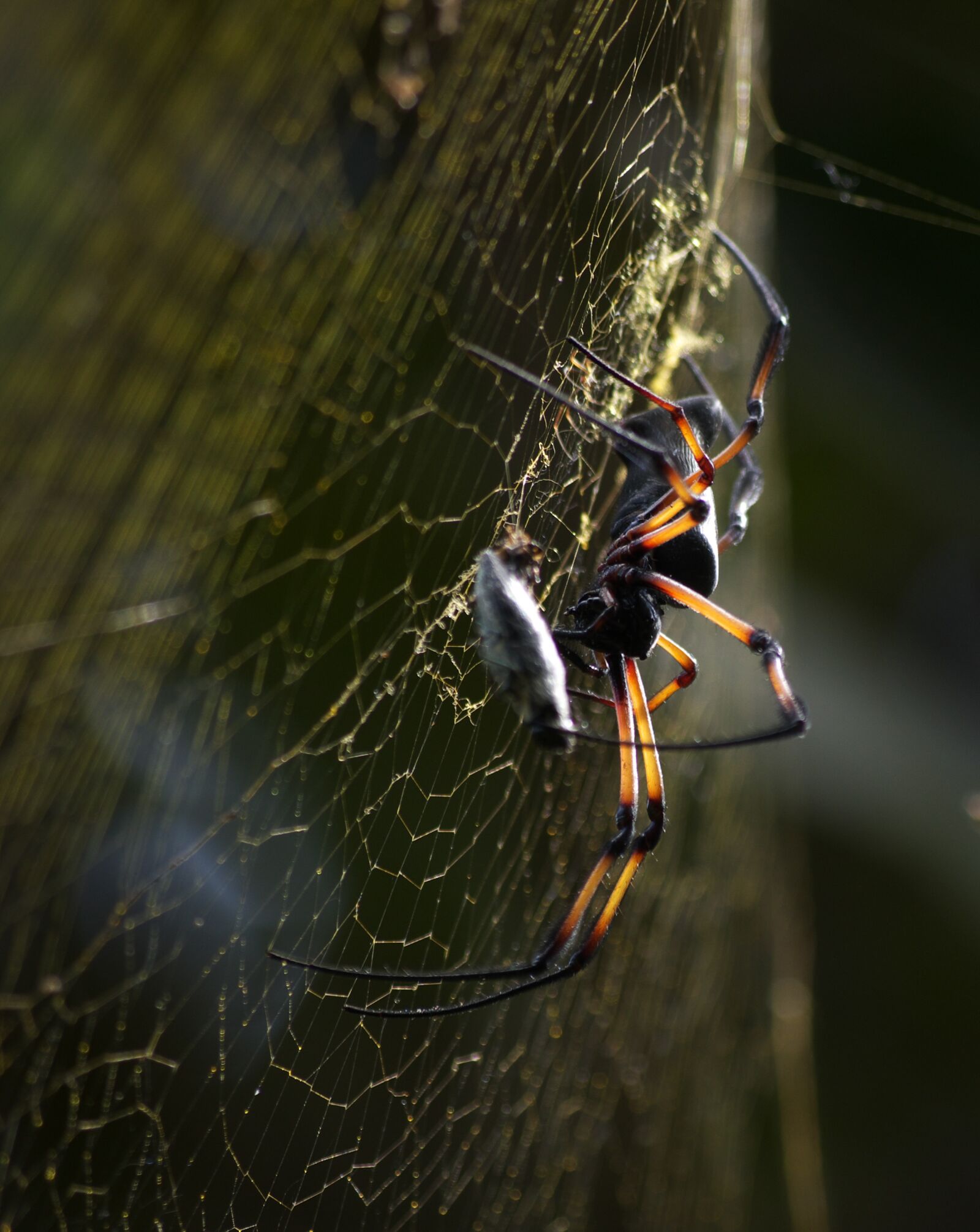 Pentax K-30 sample photo. Spider, cobweb, nature photography