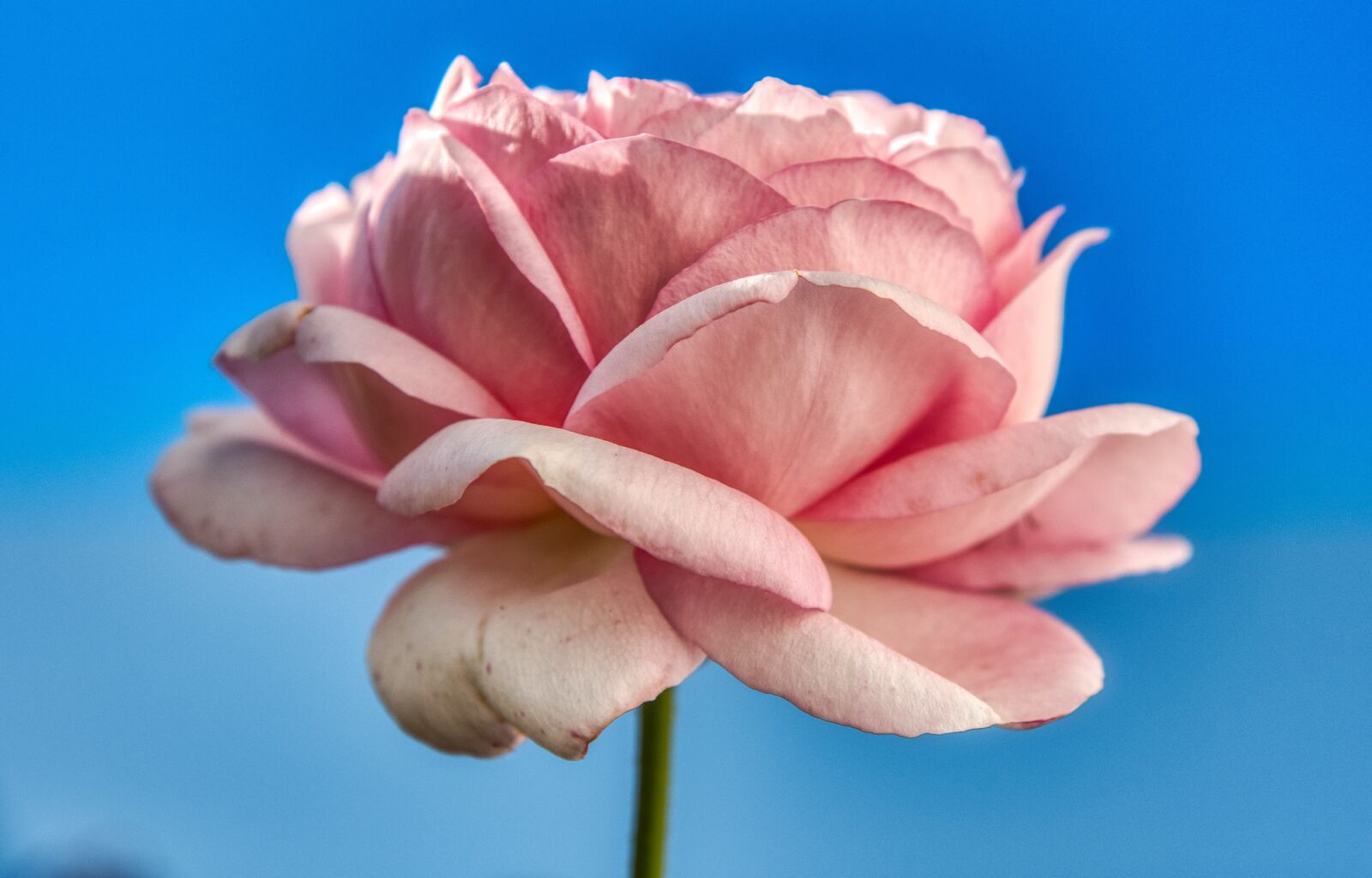 Nikon D750 sample photo. Rose, flower, pink photography