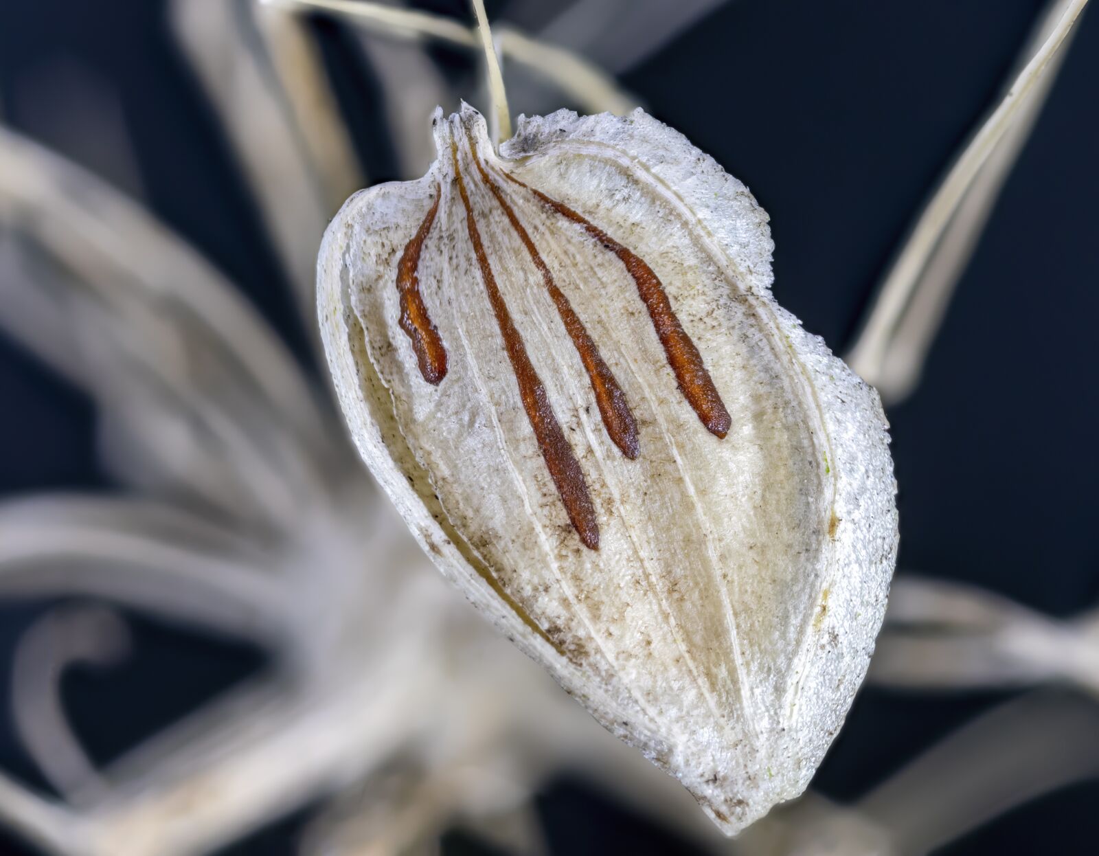 Canon MP-E 65mm F2.5 1-5x Macro Photo sample photo. Hogweed, seeds, wildflower photography