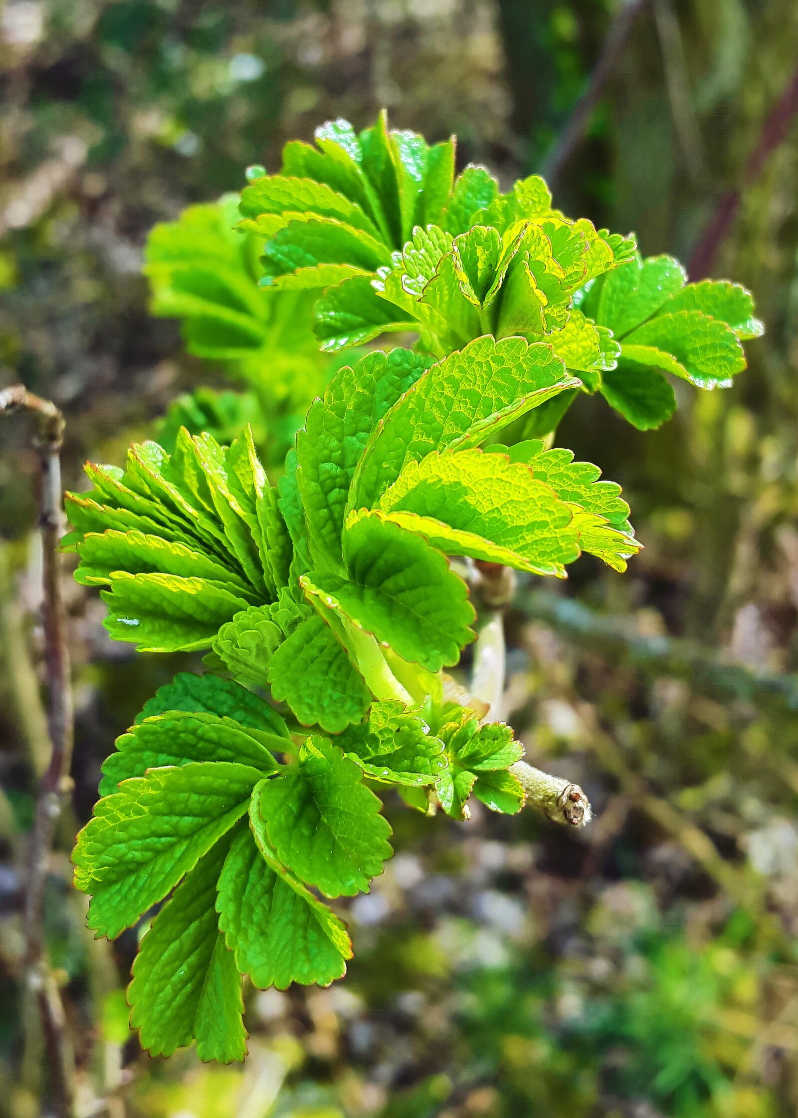 Samsung Galaxy Alpha sample photo. Leaf, spring, nature photography