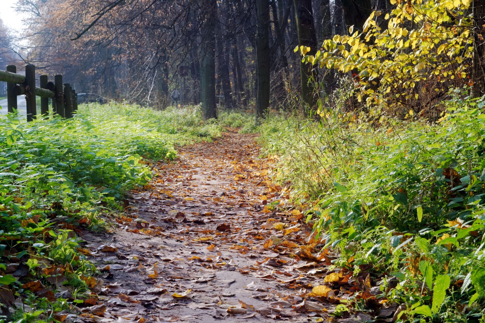 Nikon D3100 sample photo. Landscape, road, path photography