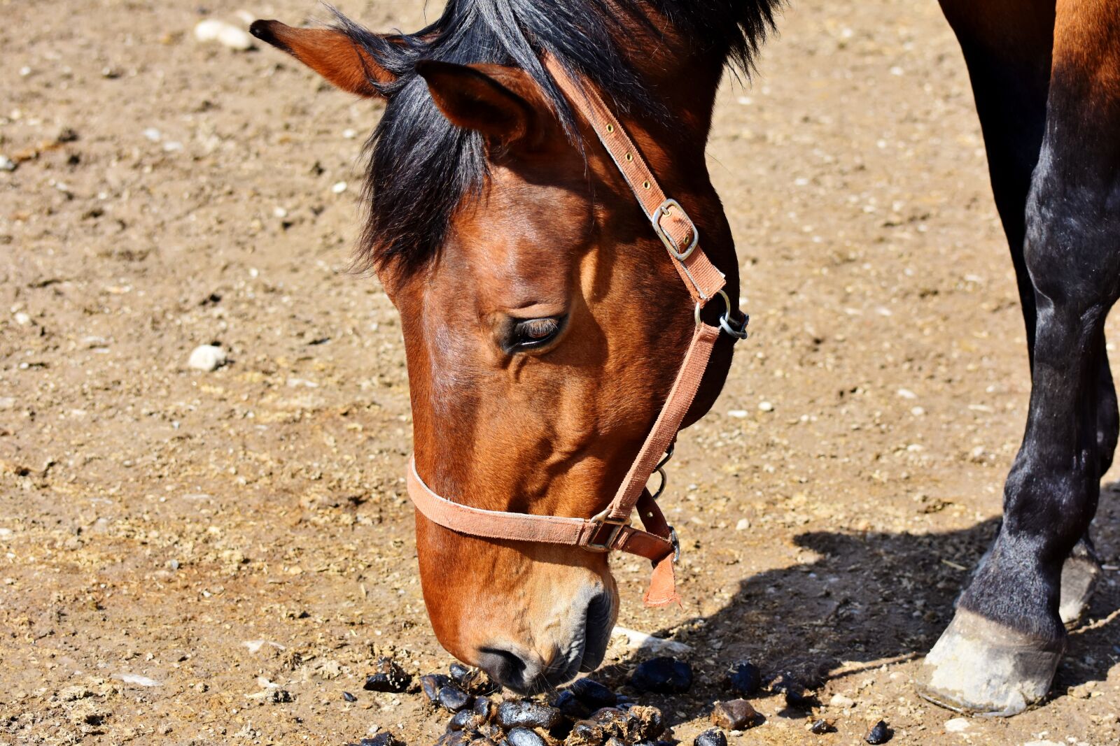 Nikon D7200 sample photo. Horse, stallion, horse head photography