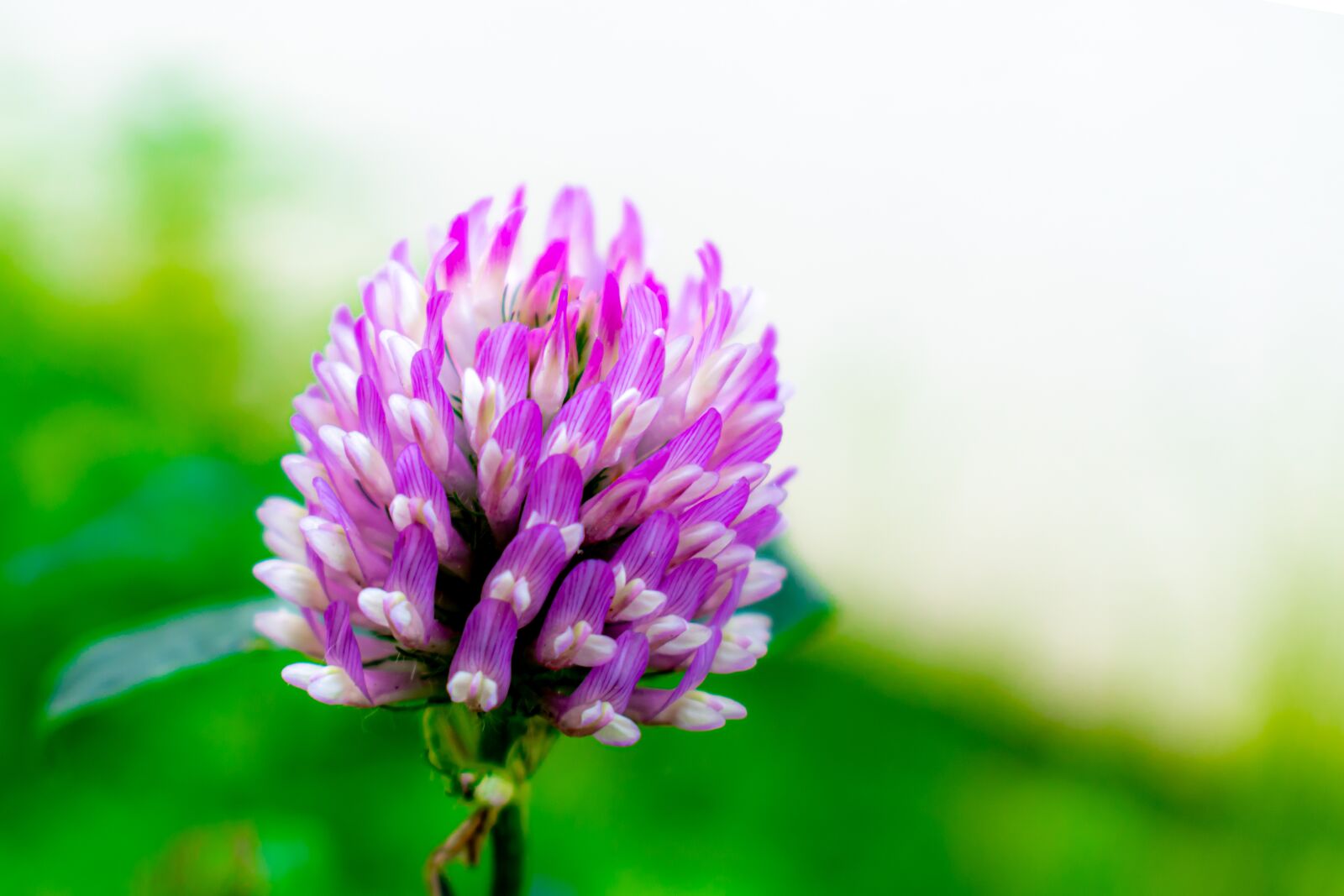 Nikon D5300 sample photo. Klee, blossom, bloom photography