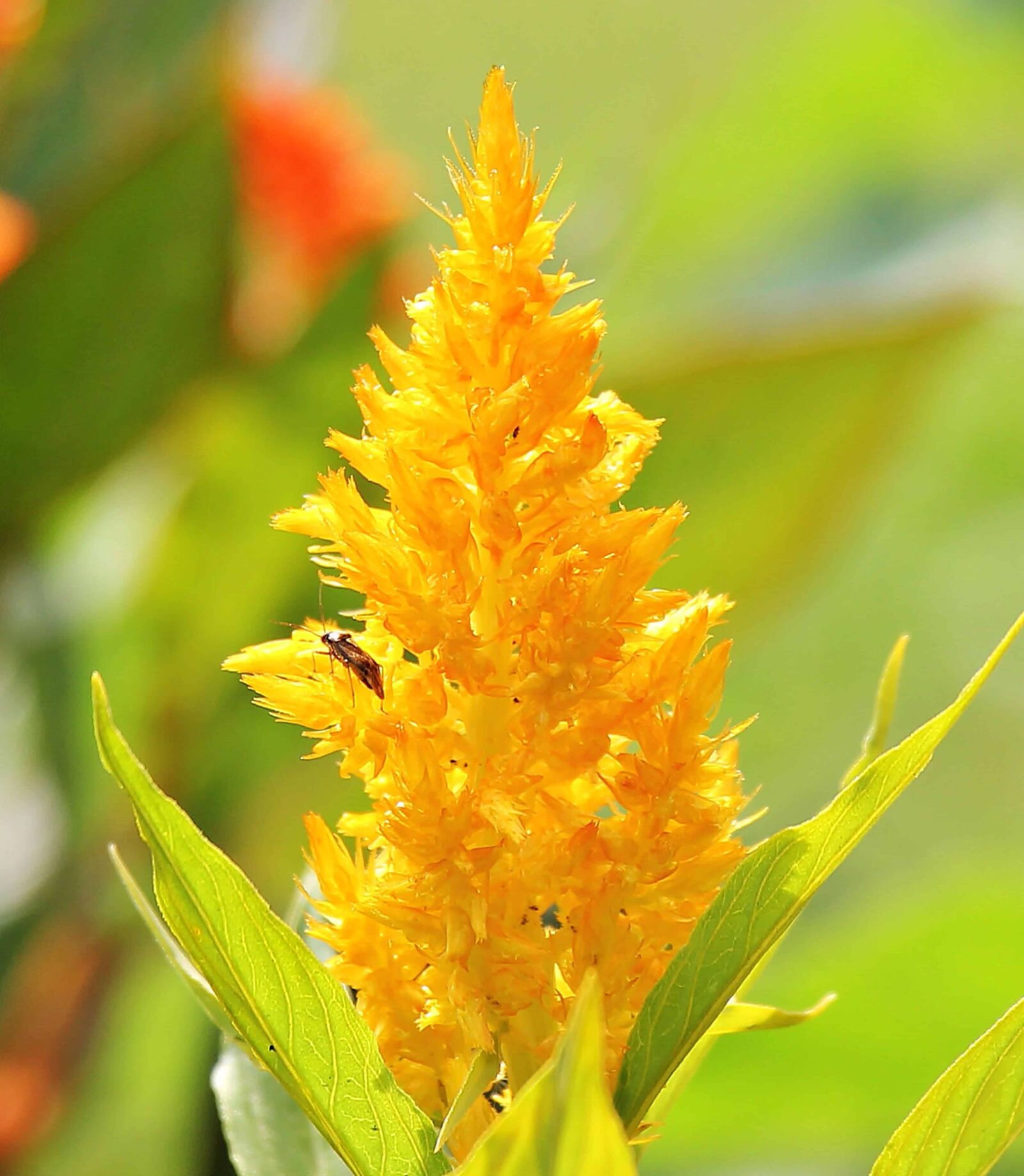 Canon EOS 550D (EOS Rebel T2i / EOS Kiss X4) sample photo. Nature, garden, yellow flower photography