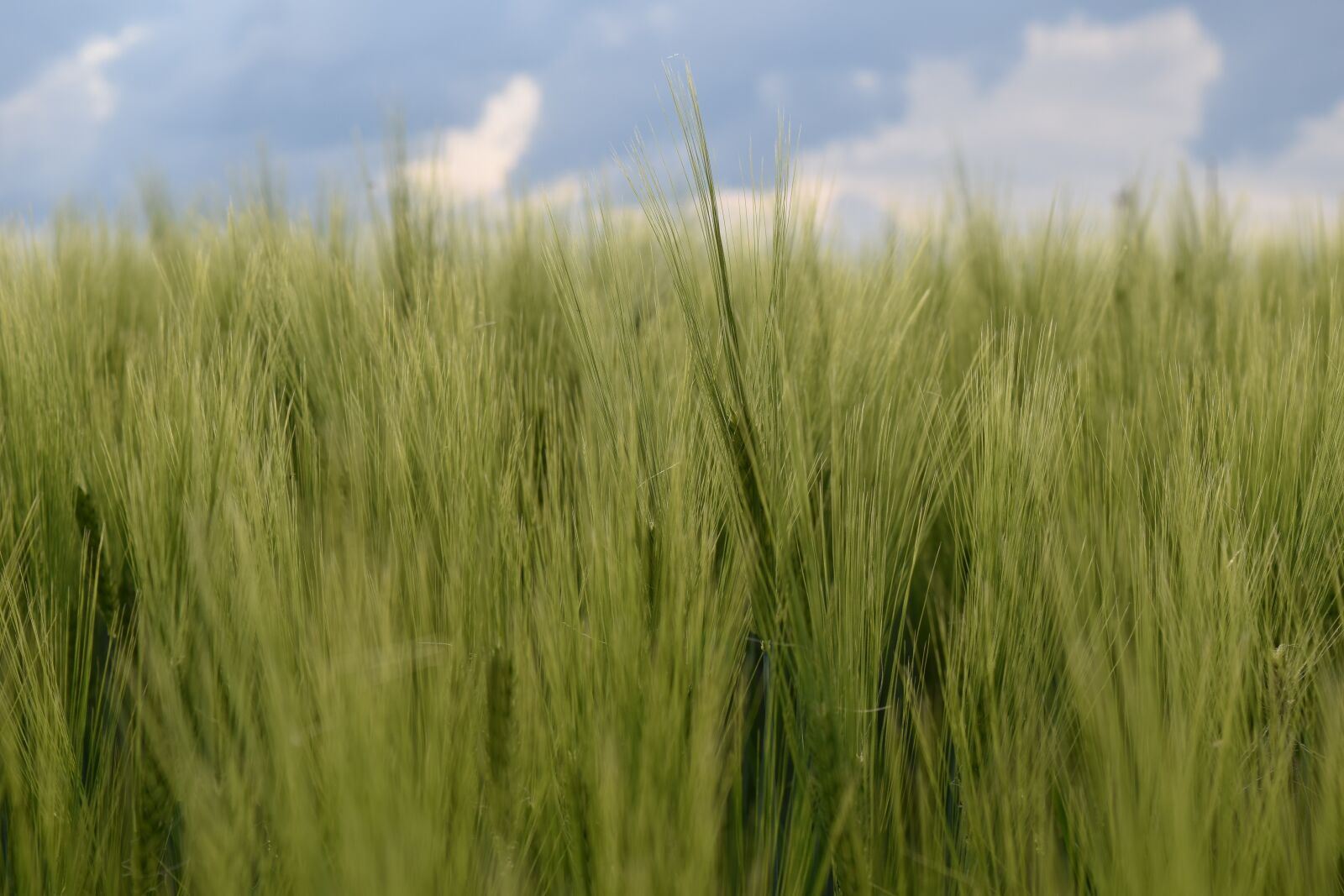 Nikon D3300 sample photo. Background, color, blue photography