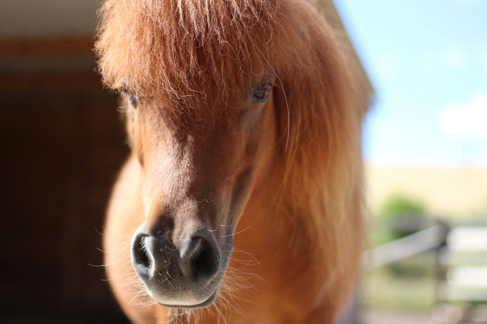 Canon EOS 700D (EOS Rebel T5i / EOS Kiss X7i) sample photo. Horse, pony, animal photography