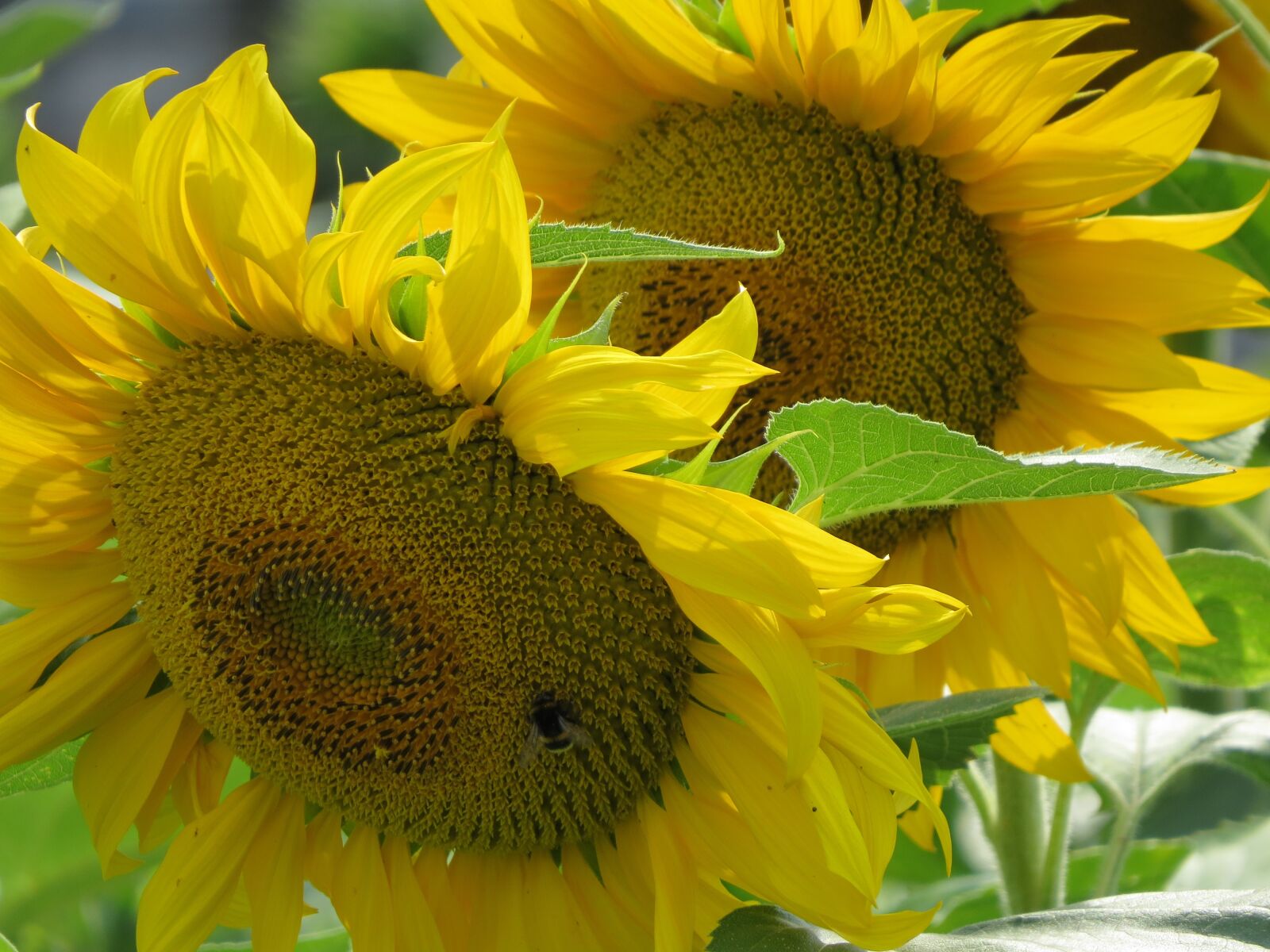 Canon PowerShot SX50 HS sample photo. Sunflower, plant, summer photography