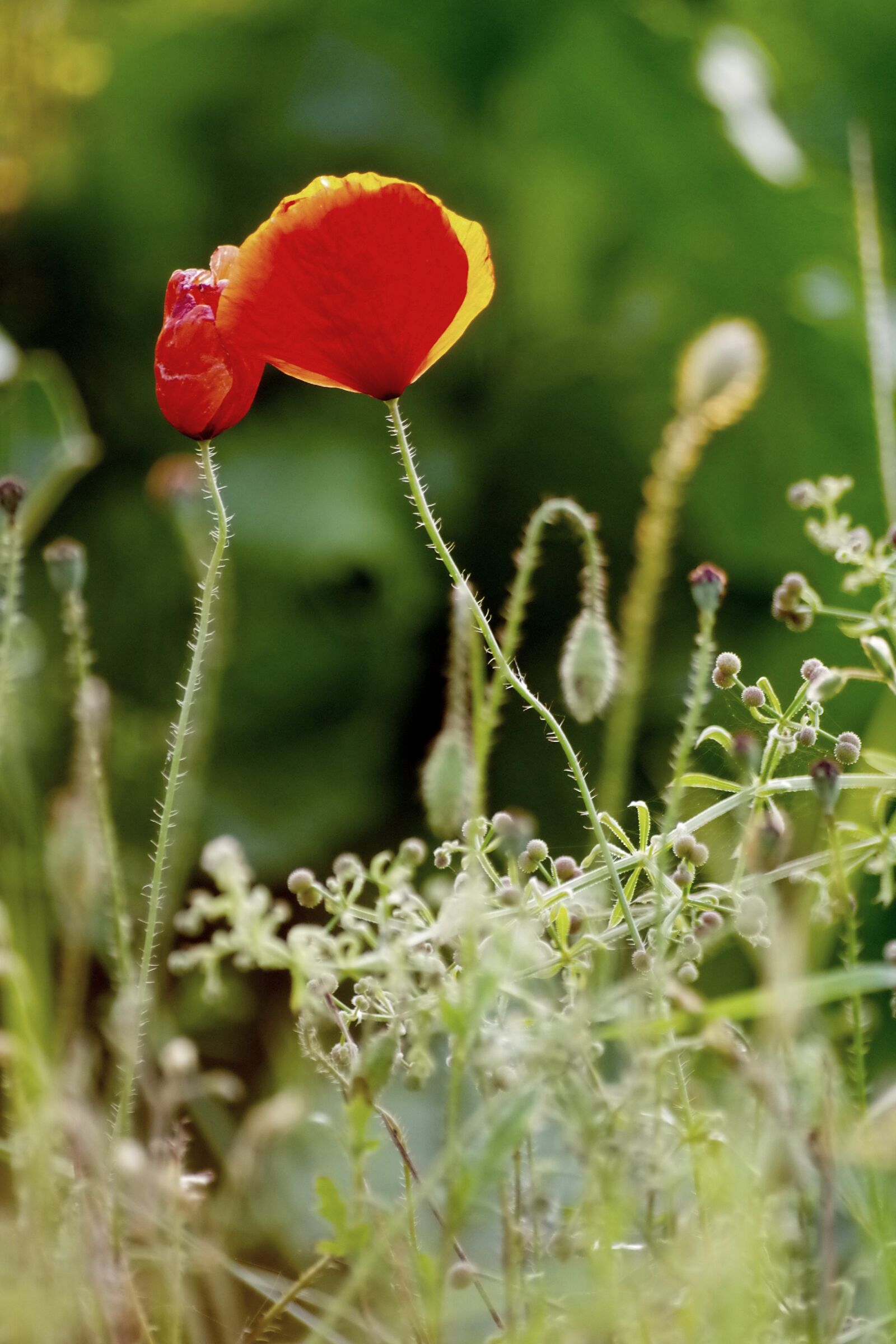 Pentax K-30 sample photo. Klatschmohn, summer, field photography