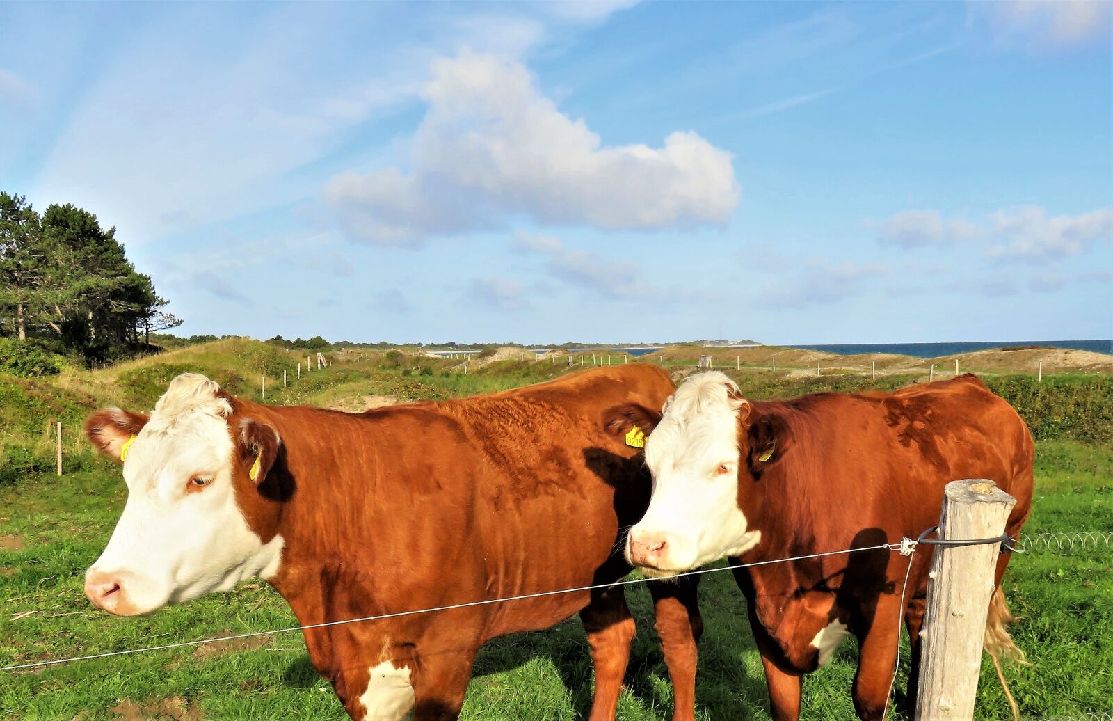 Canon PowerShot SX710 HS sample photo. Cattle, calves, young animals photography