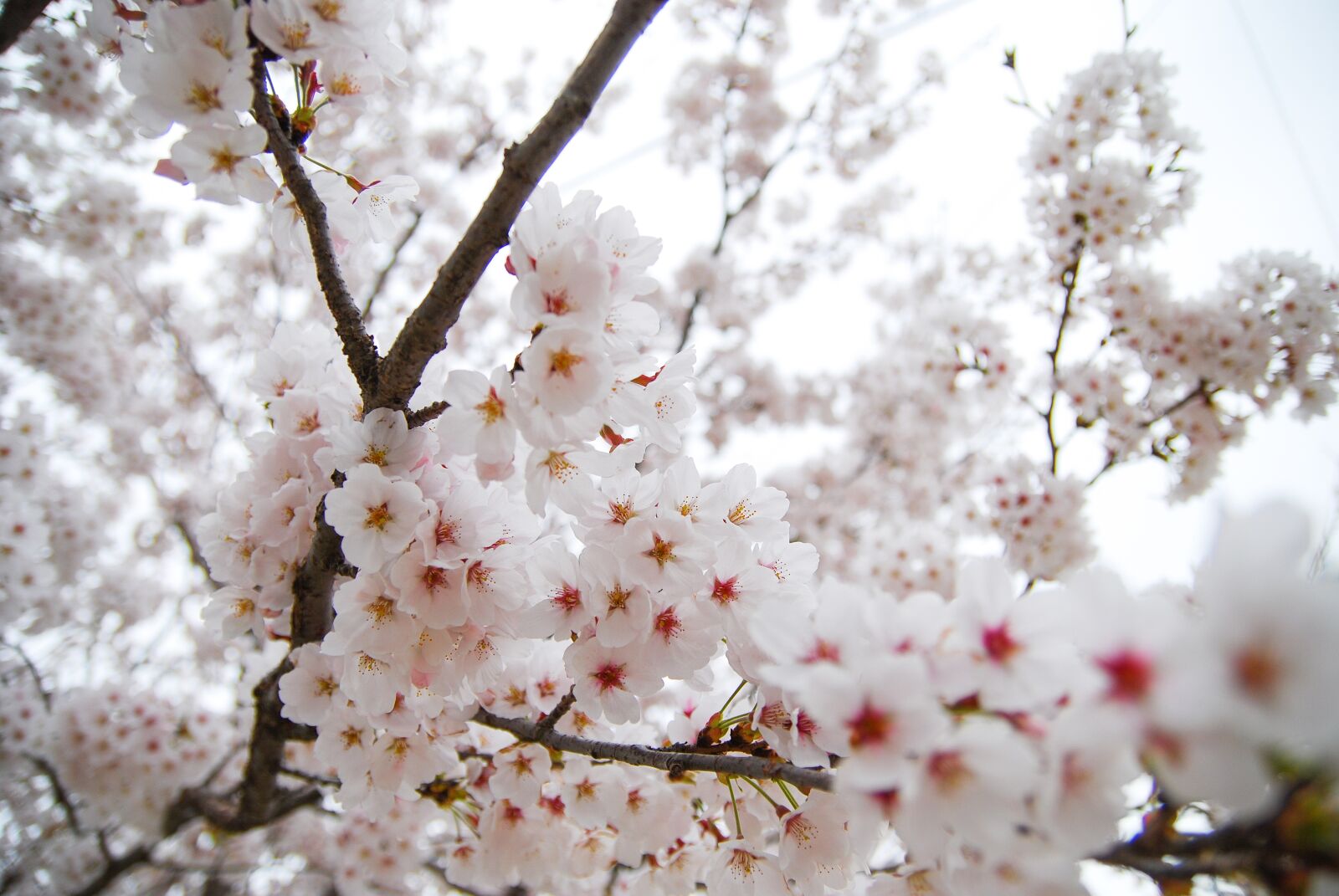 Nikon D80 sample photo. Republic of korea, cherry photography