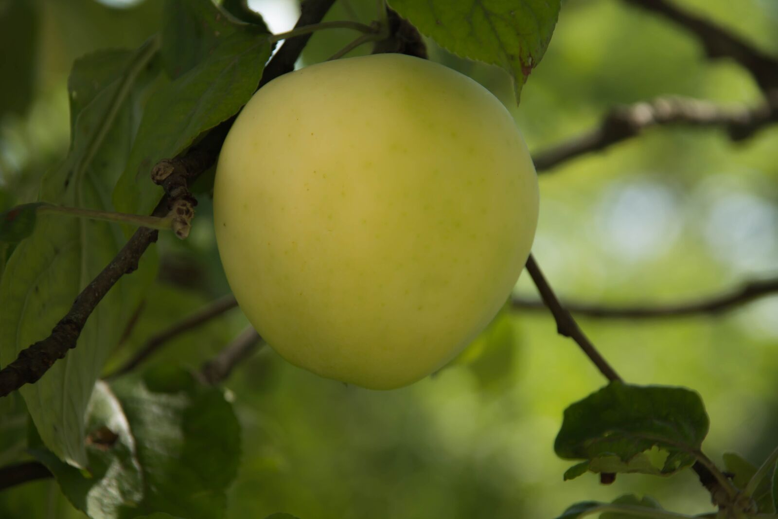 Canon EOS 1100D (EOS Rebel T3 / EOS Kiss X50) sample photo. Apple, tree, fruit photography