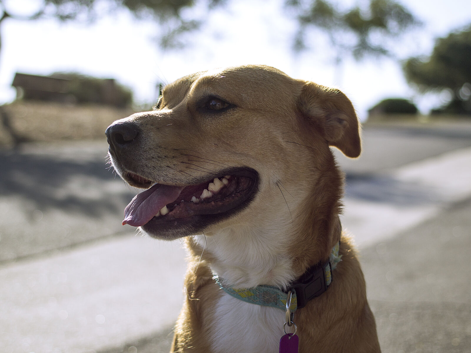 Canon EOS 60D sample photo. Animal, dog, pet photography