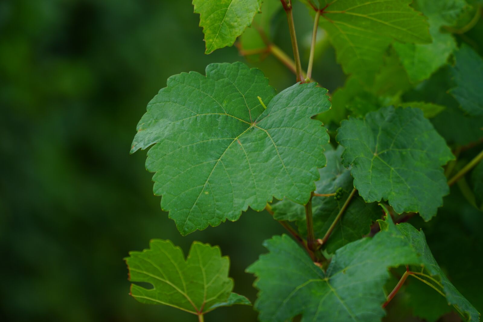 Sony a6500 + Sony E PZ 18-105mm F4 G OSS sample photo. Wine leaf, vines, vine photography