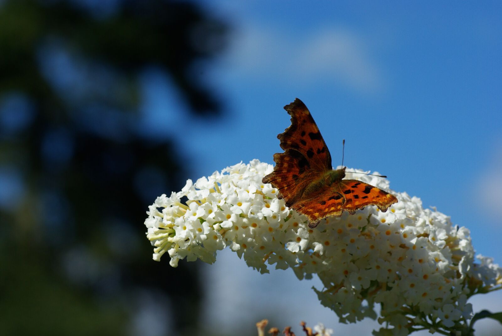 Pentax K10D sample photo. Butterfly, butterfly bush, blue photography