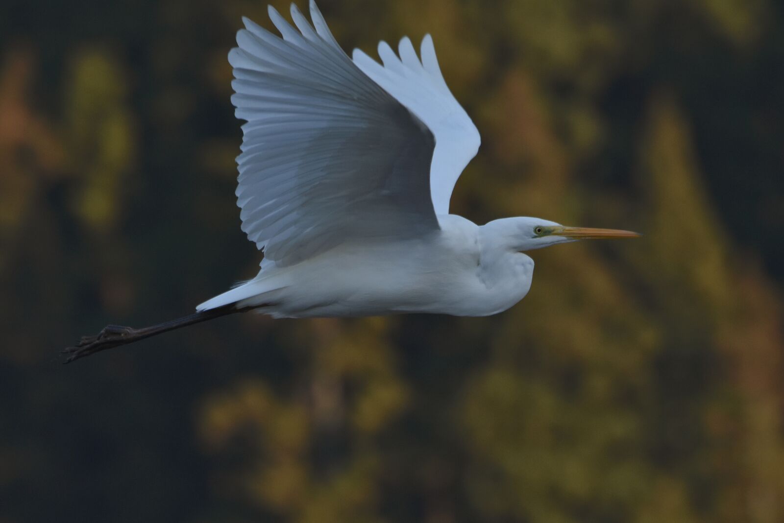 Nikon D7200 sample photo. Animal, forest, wood photography