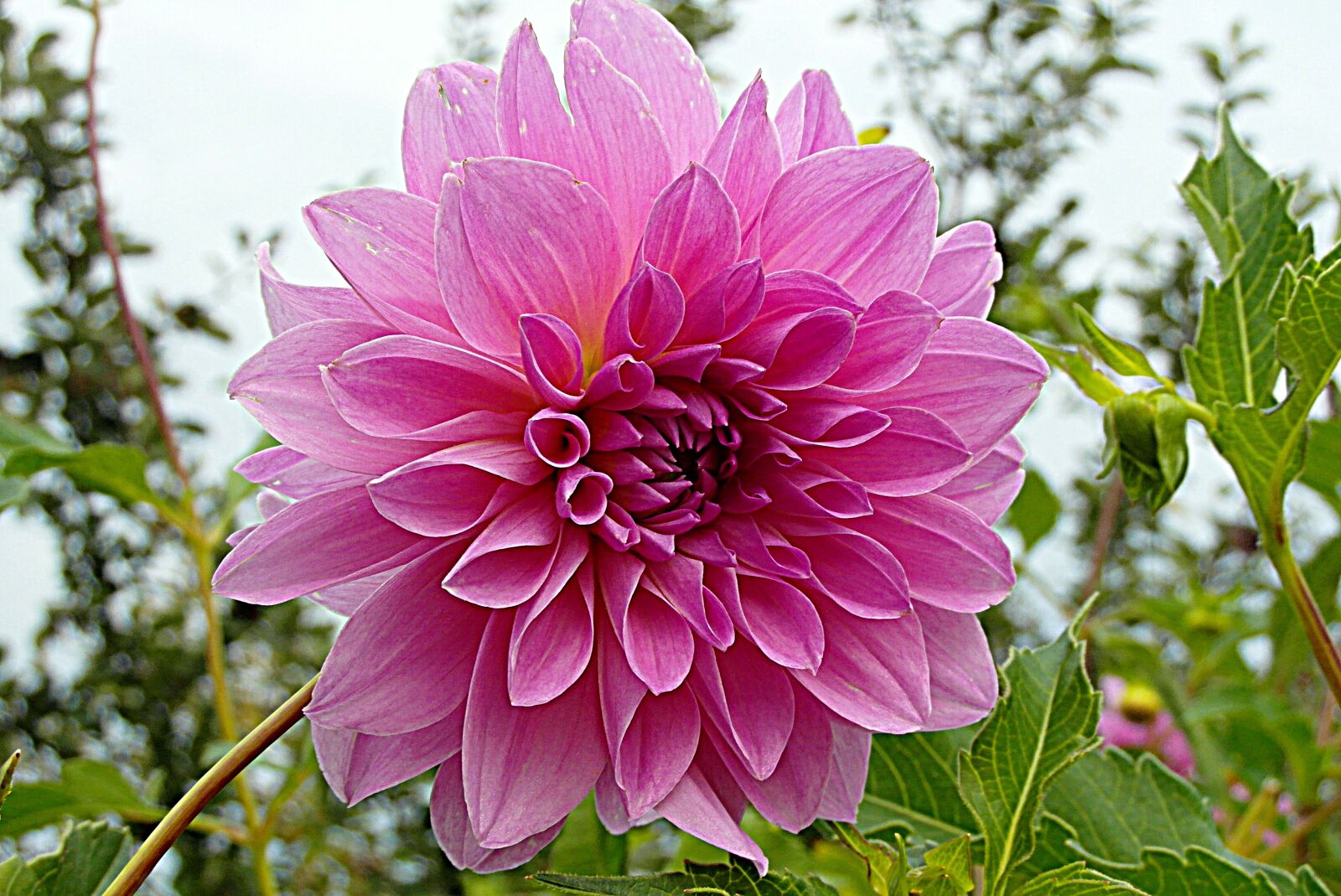 Samsung WB750 sample photo. Dalia, flower, pink photography