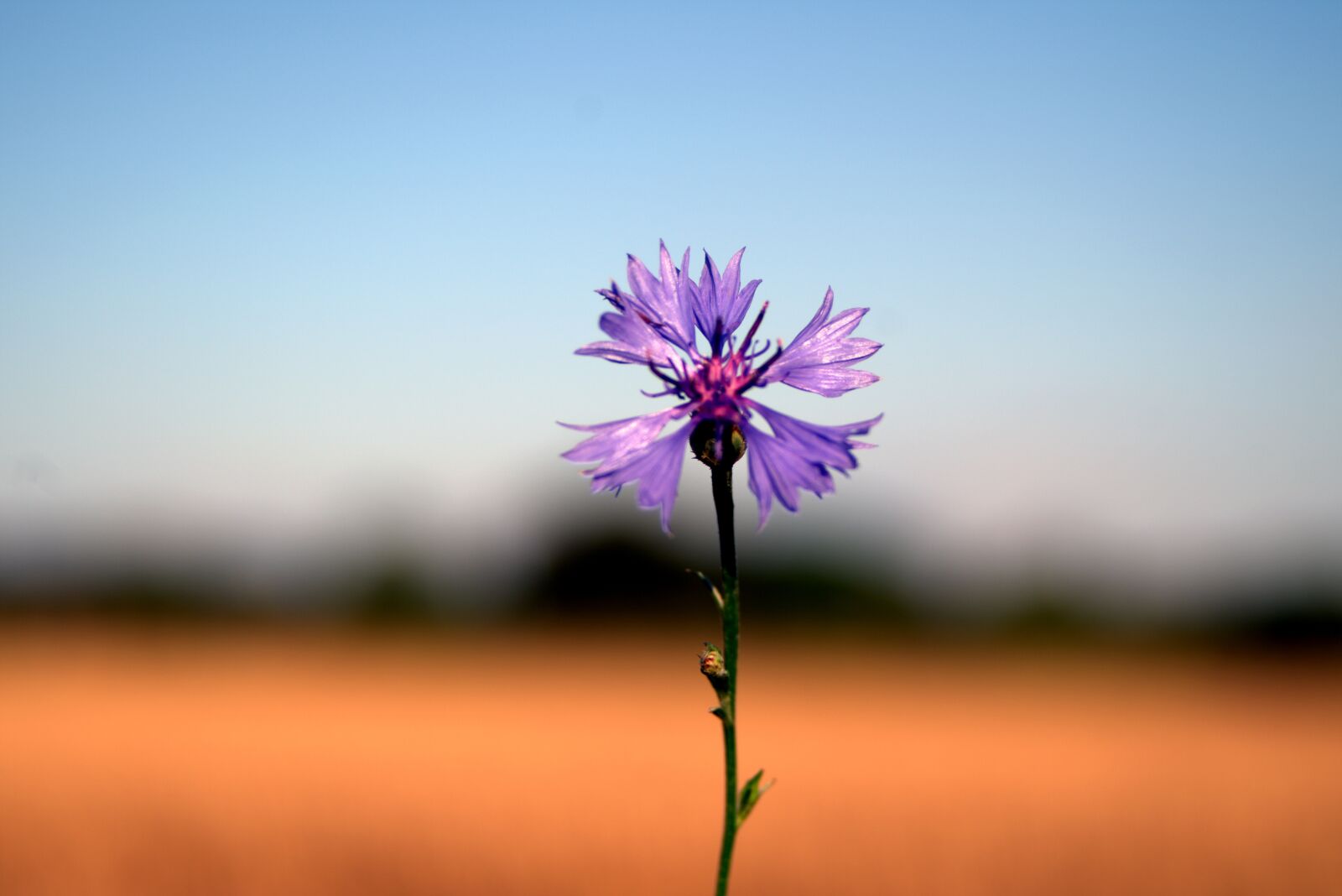 Pentax K-S2 sample photo. Cornflower, flower, blue photography
