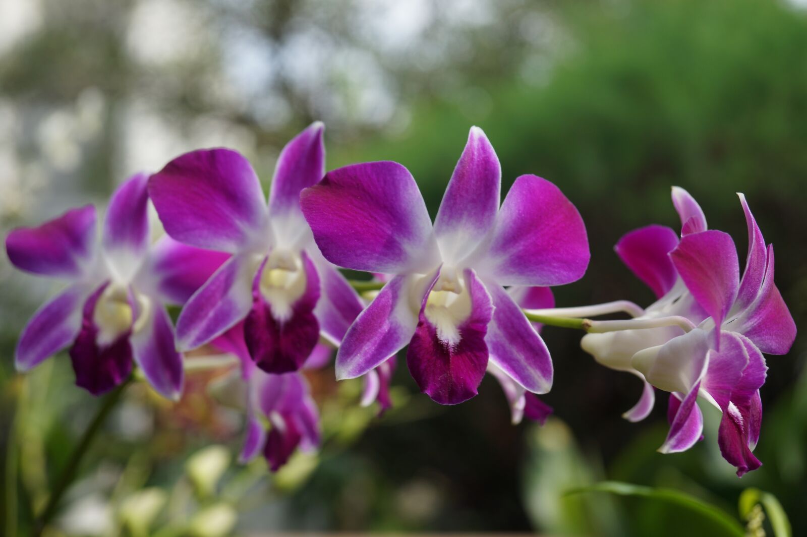 Sony DT 18-55mm F3.5-5.6 SAM II sample photo. Flowers, orchid, fresh photography
