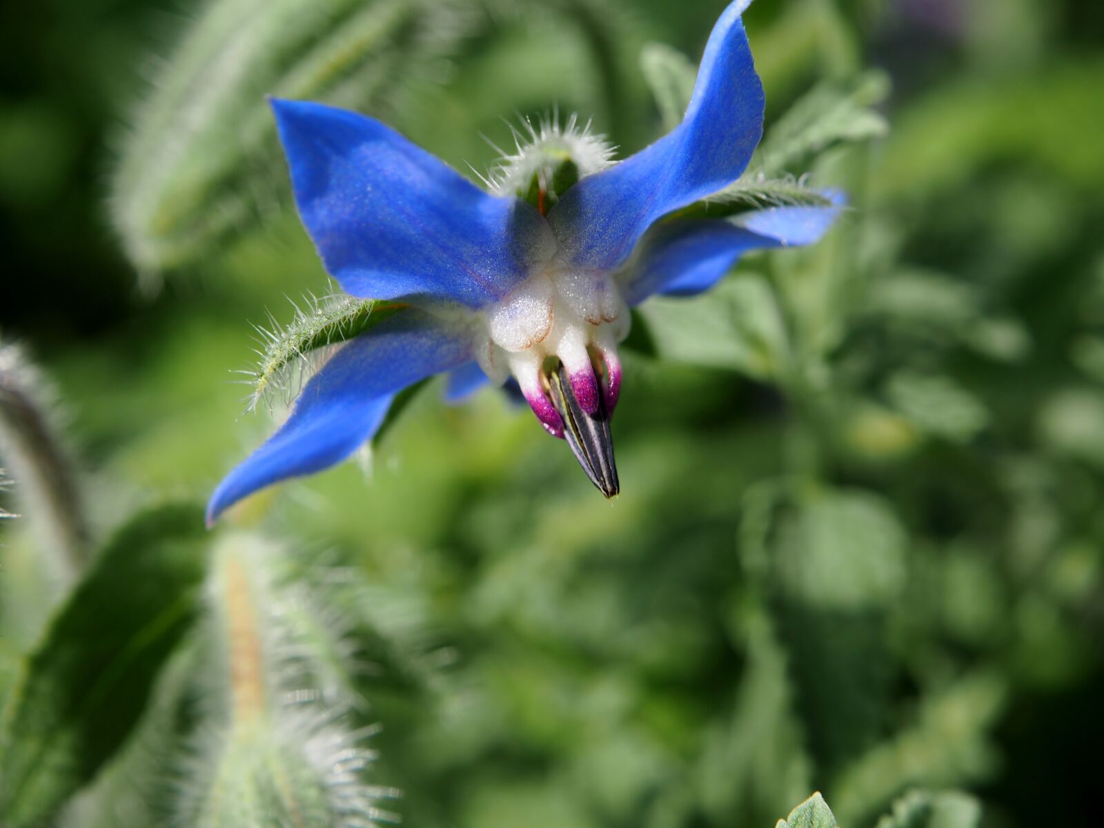 Olympus OM-D E-M10 sample photo. Borage, flowers, blue photography