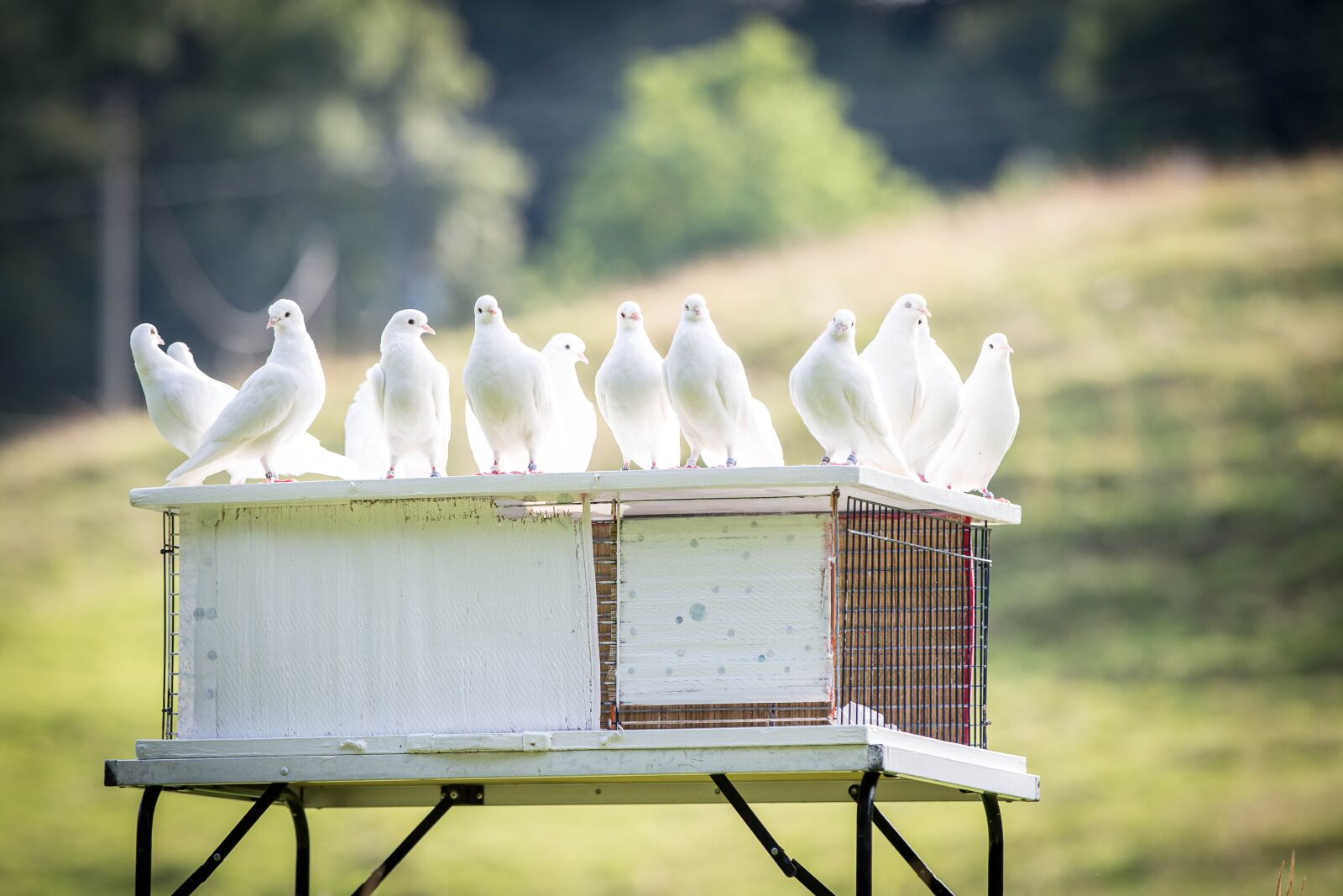 Canon EOS 6D sample photo. White doves, dovecote, bird photography