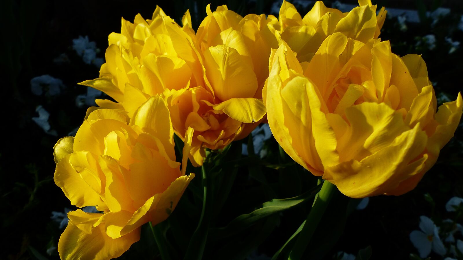 Panasonic Lumix DMC-FZ200 sample photo. Nature, flower, plant photography