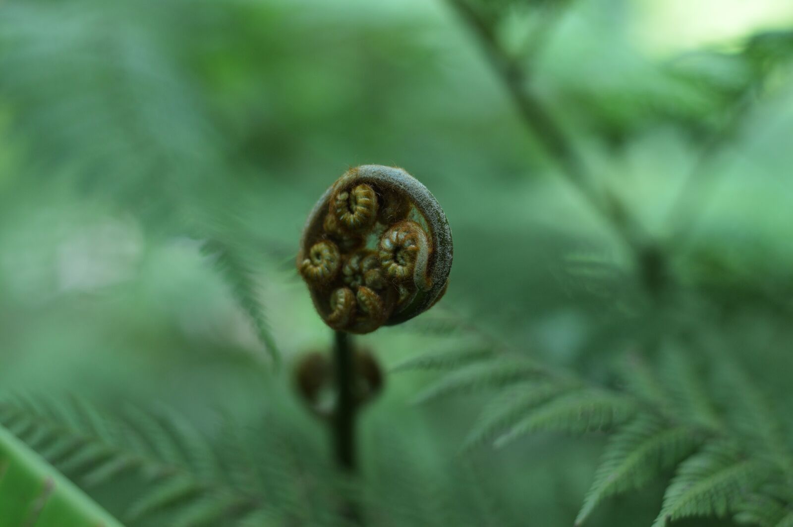 Nikon D3200 sample photo. Green, plant, natural photography