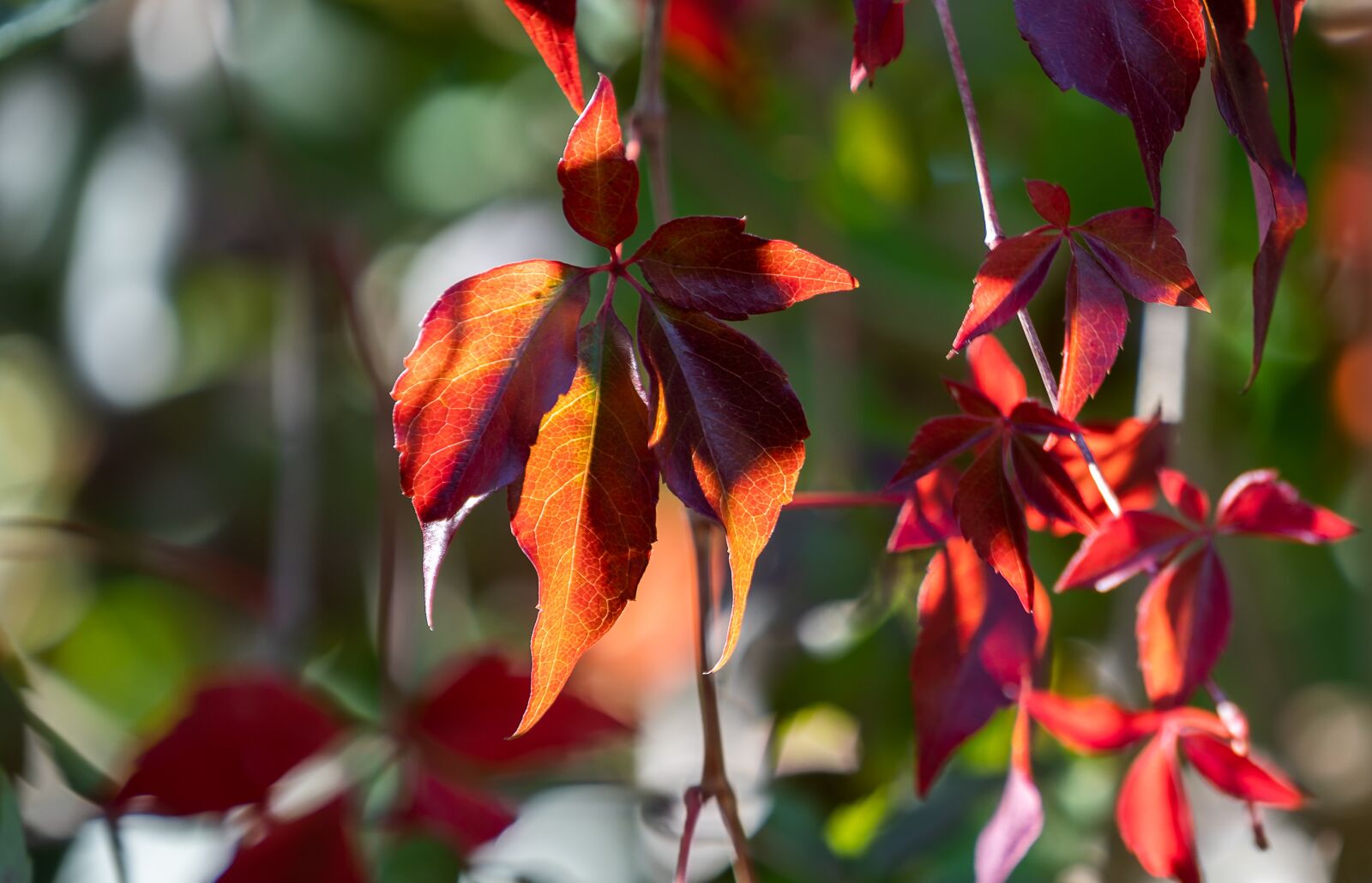 Sony a7 III + Sony FE 70-200mm F4 G OSS sample photo. Nature, autumn, forest photography
