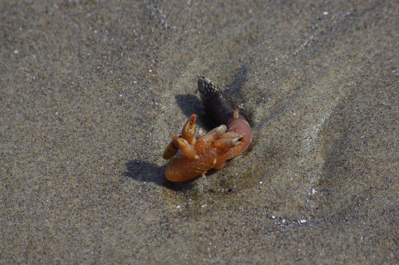 Pentax K-r sample photo. Barnacle, animal, sea creature photography