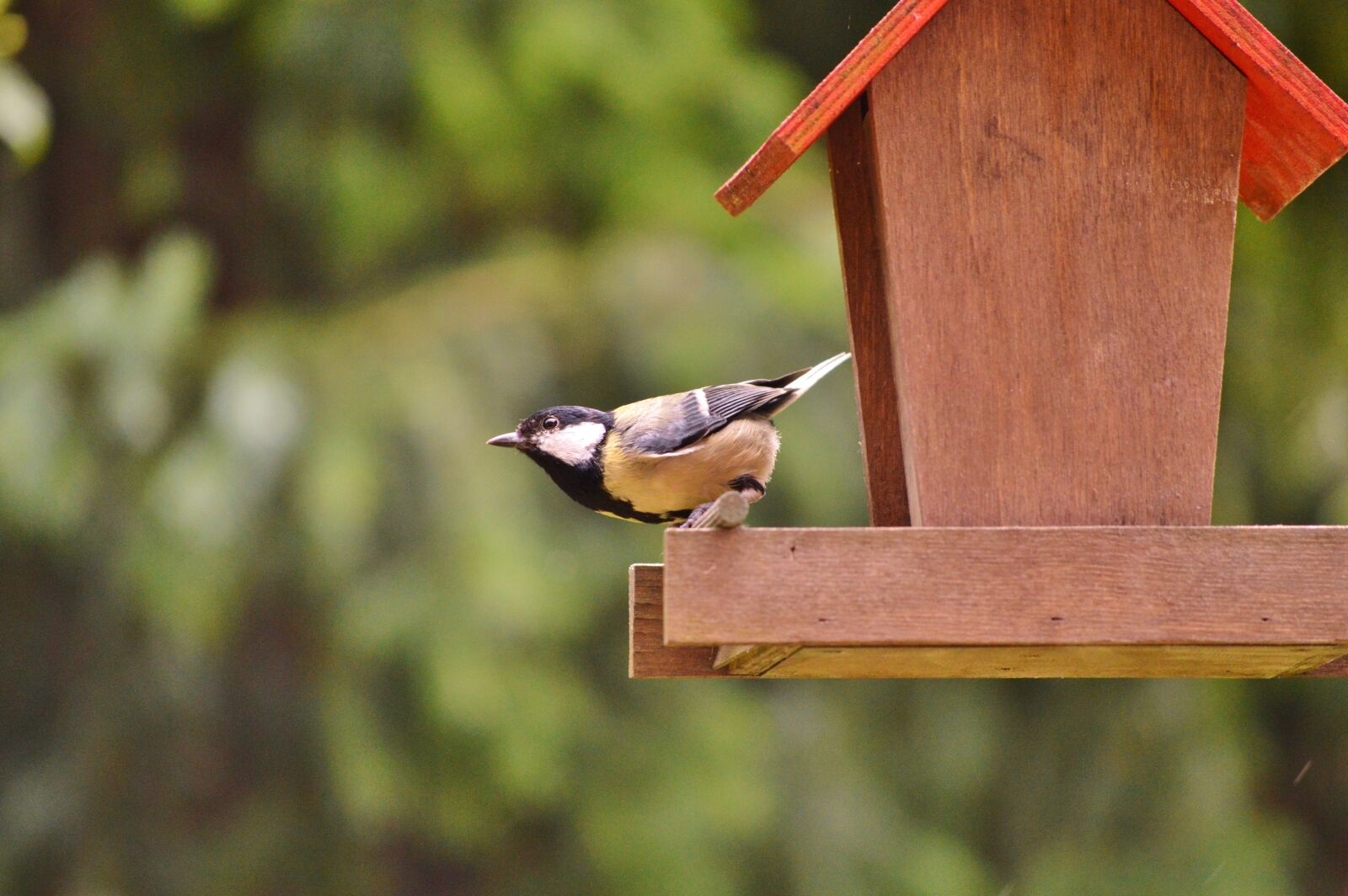 Nikon D3200 sample photo. Tit, bird, foraging photography