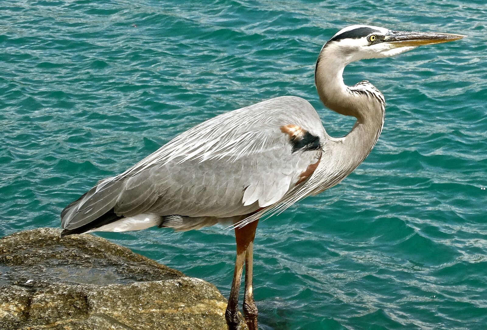 Sony Cyber-shot DSC-HX300 sample photo. Great blue heron, wildlife photography