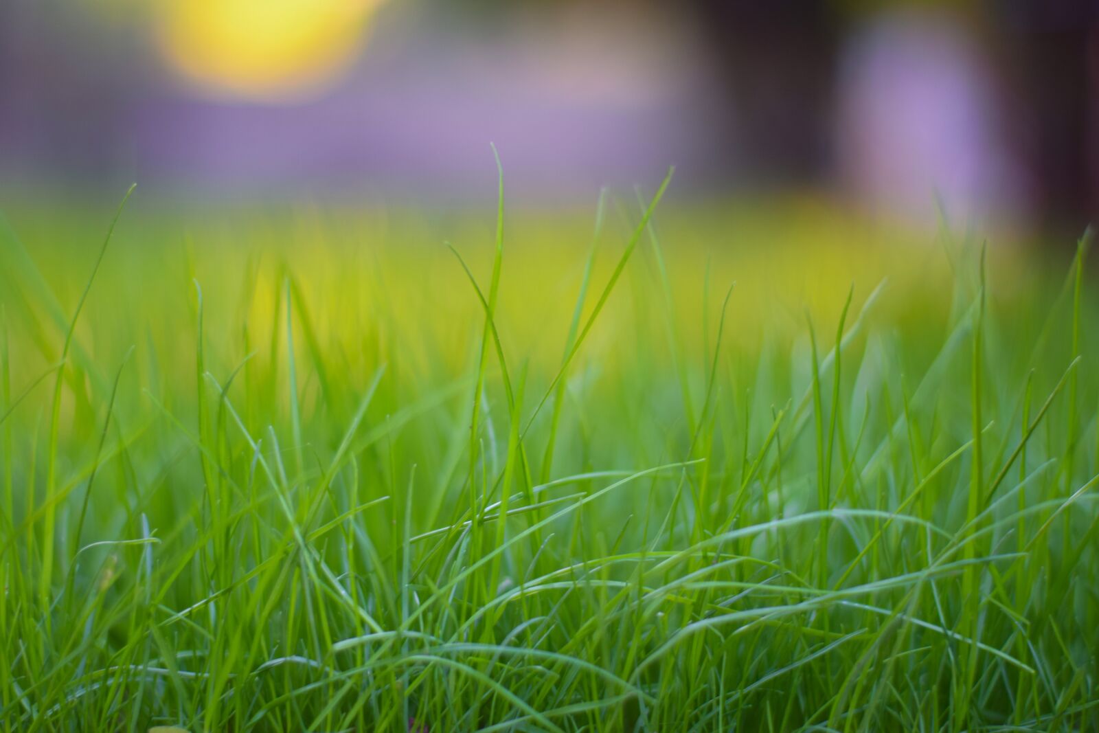 Nikon D3300 sample photo. Grass, hayfield, field photography