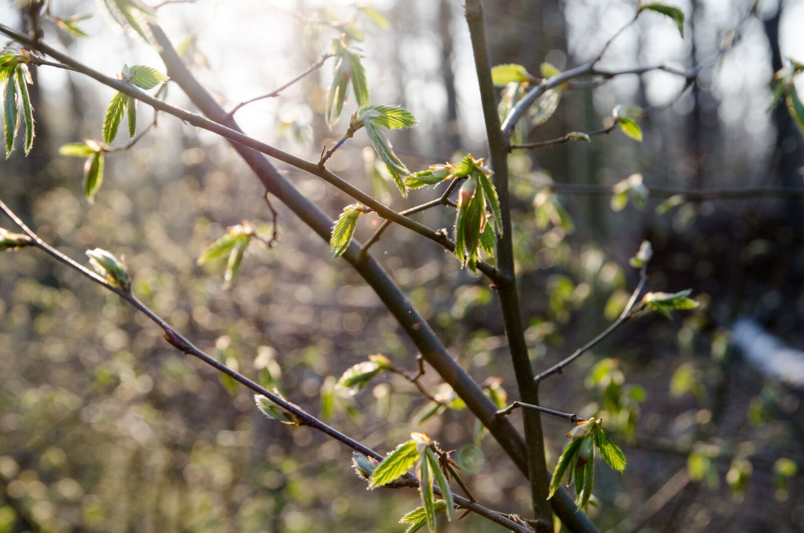 Nikon D7000 sample photo. Forest, tree, nature photography