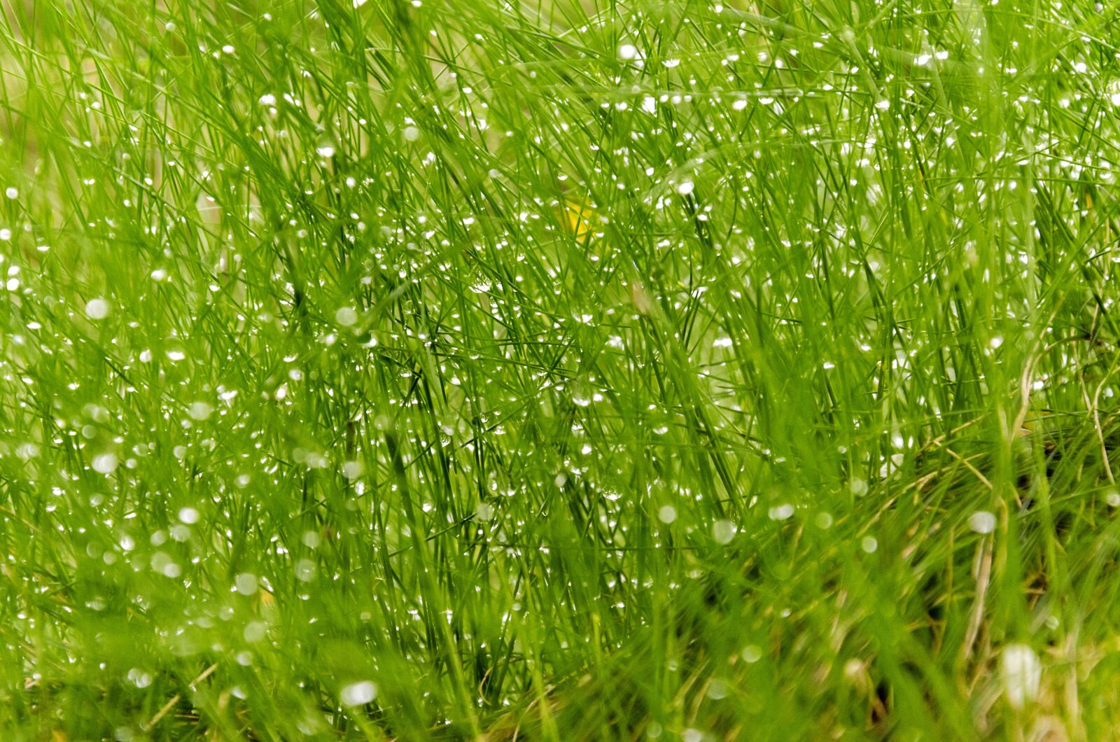Nikon D5100 sample photo. Grass, dew, green photography