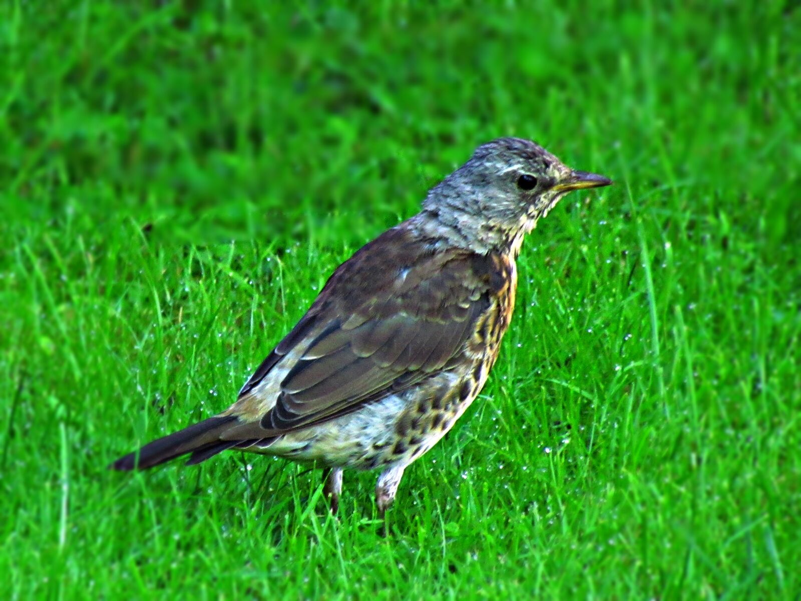 Canon PowerShot SX30 IS sample photo. Bird, drozd, nature photography