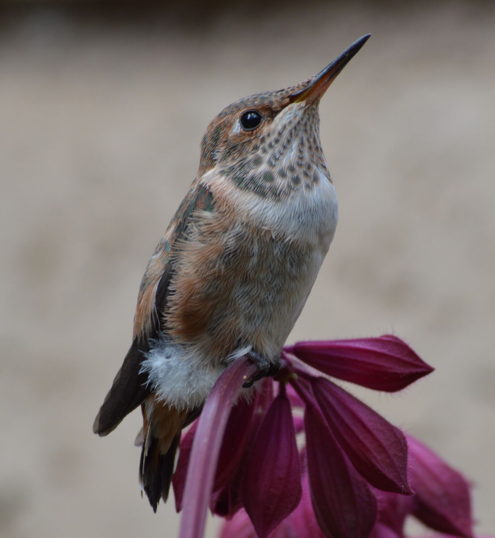 Nikon D3200 sample photo. Hummingbird, bird, flower photography