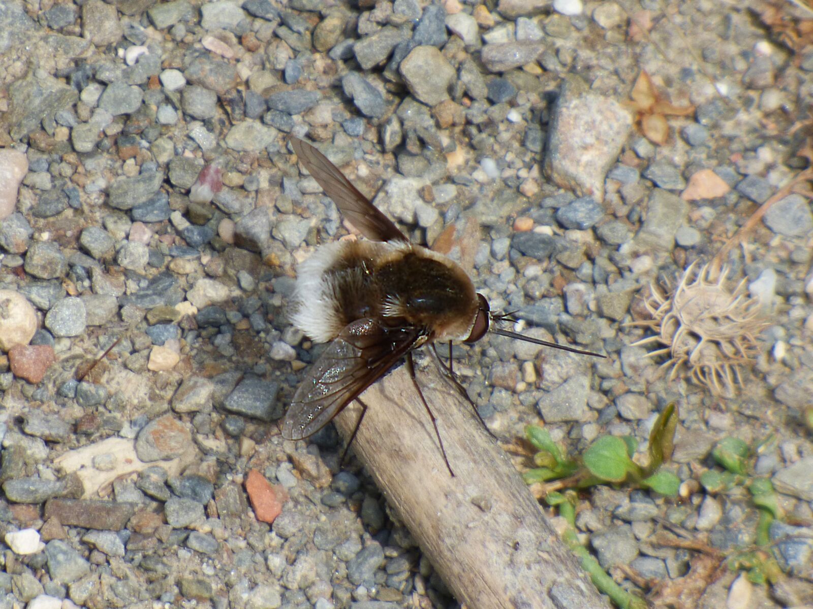 Panasonic Lumix DMC-FZ70 sample photo. Bombus, drone, bumblebee photography