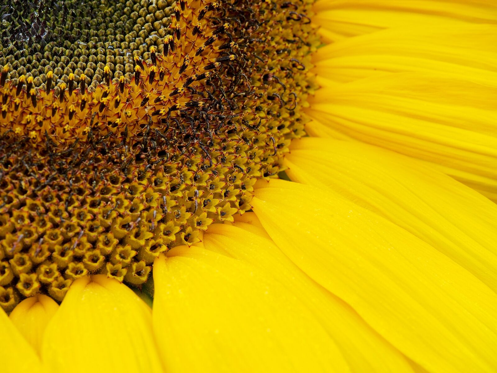 Olympus OM-D E-M5 + Olympus M.Zuiko Digital ED 12-40mm F2.8 Pro sample photo. Sunflower, summer, sun photography