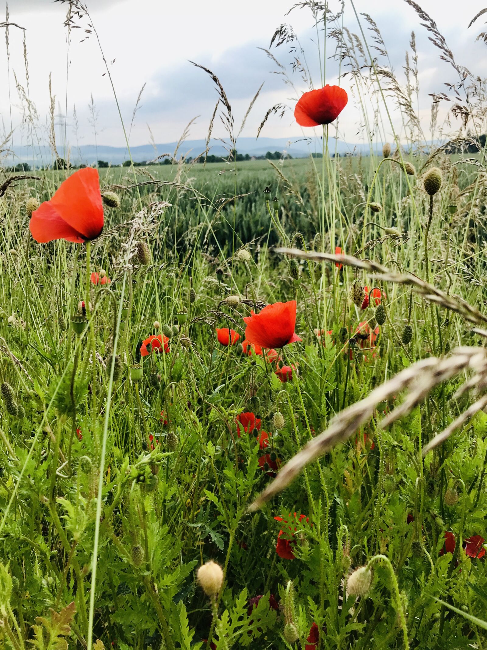 iPhone 7 back camera 3.99mm f/1.8 sample photo. Poppies, plant, meadow photography