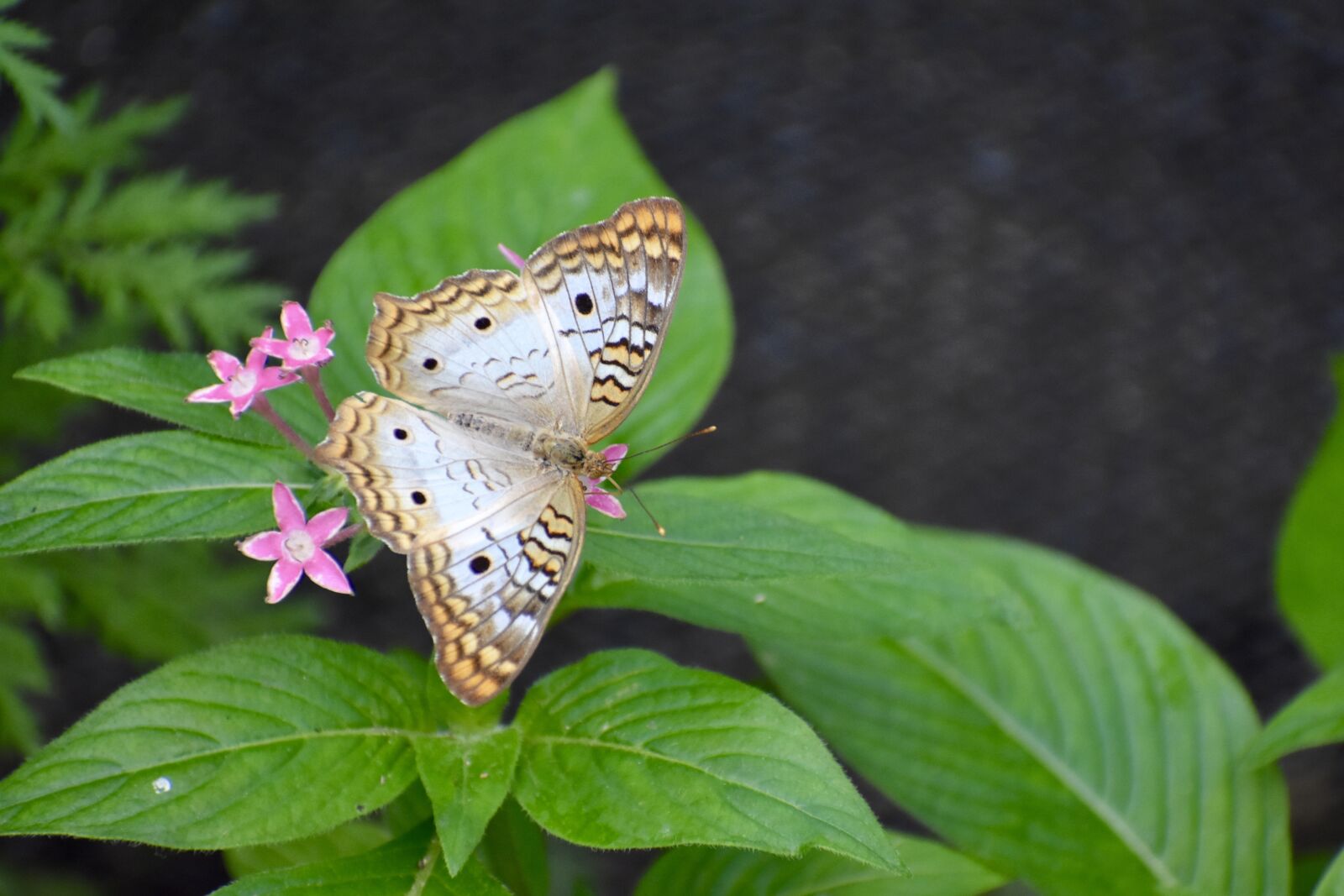 Nikon D3400 sample photo. Butterfly, leaves, flowers photography