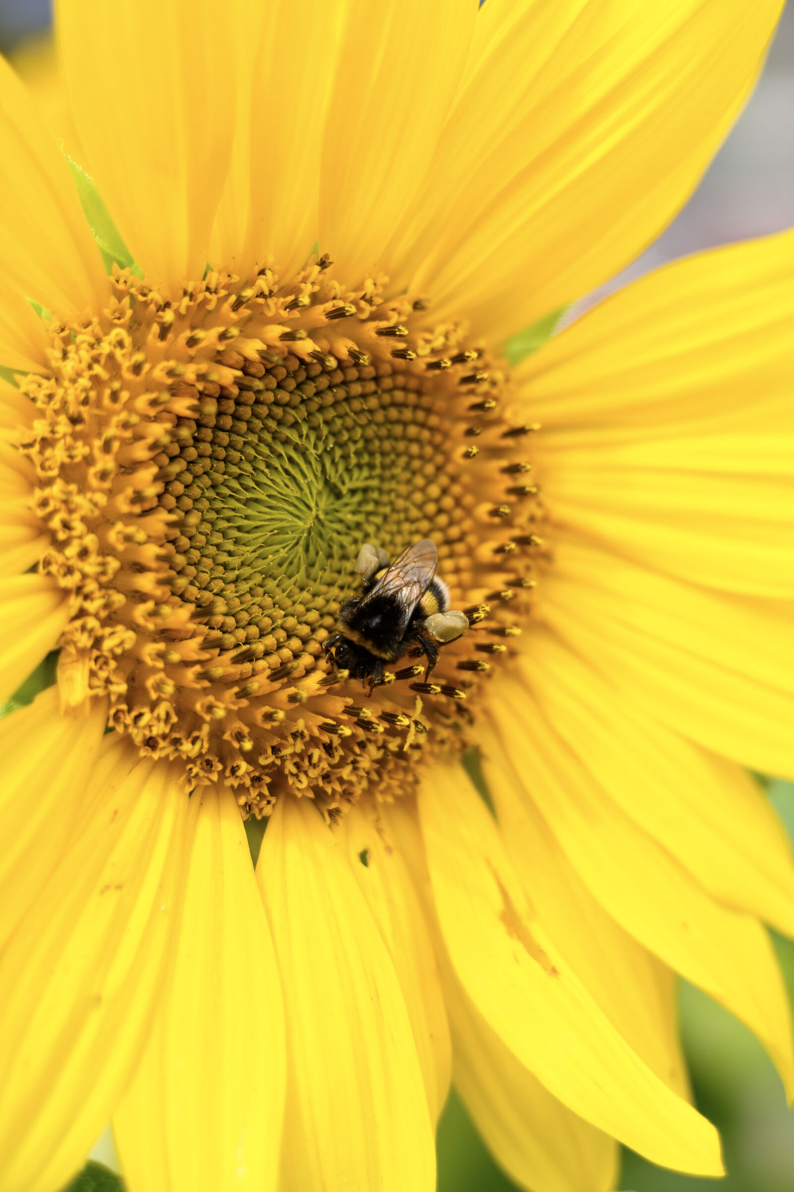 Nikon Z30 sample photo. Busy bumblebee photography