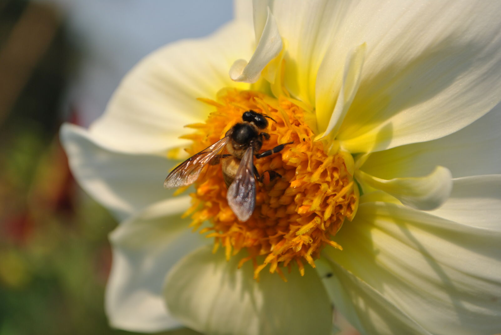 Nikon D3000 sample photo. Flowers, honeybee photography