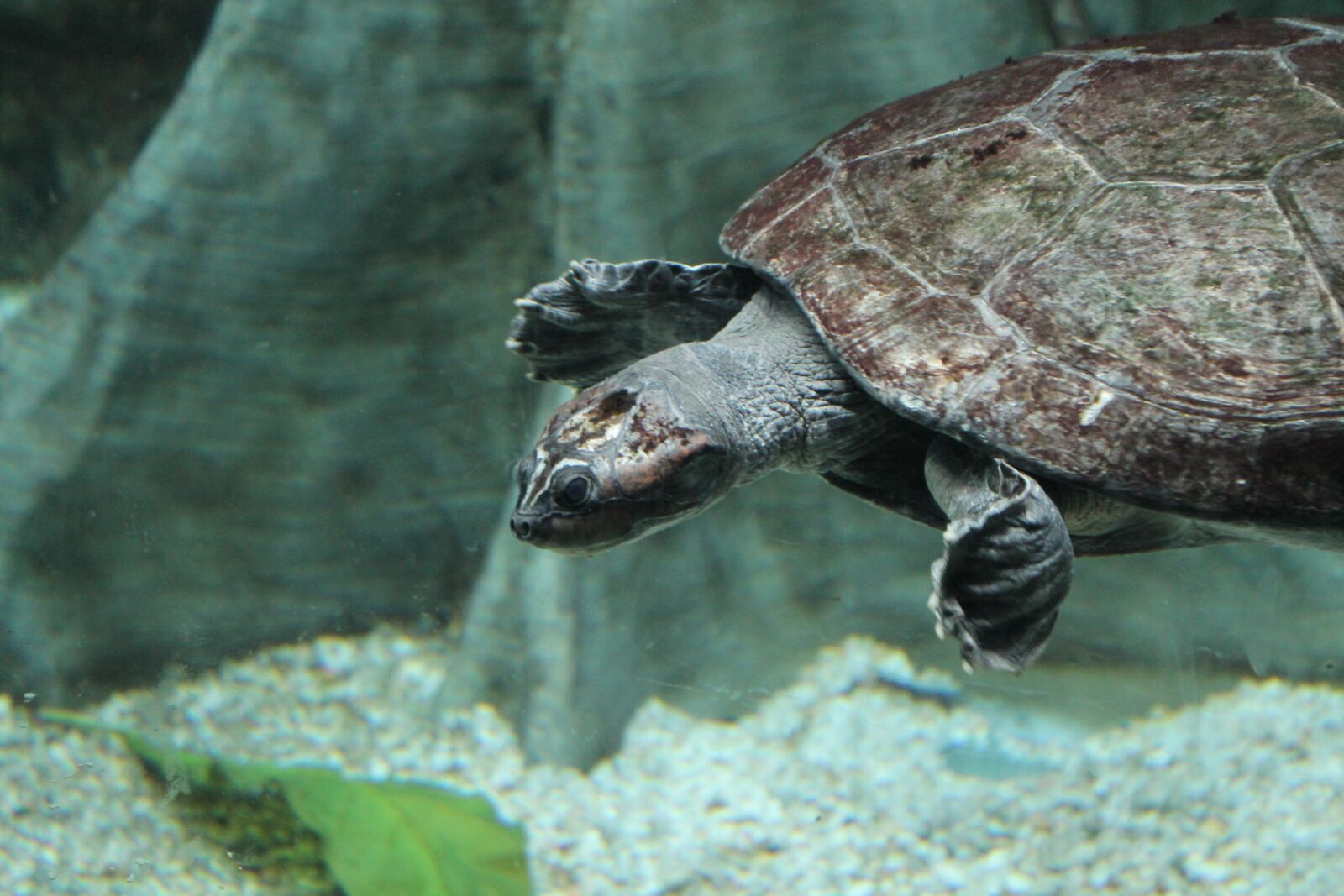 Canon EOS 1100D (EOS Rebel T3 / EOS Kiss X50) sample photo. Sea turtle, turtle, aquarium photography