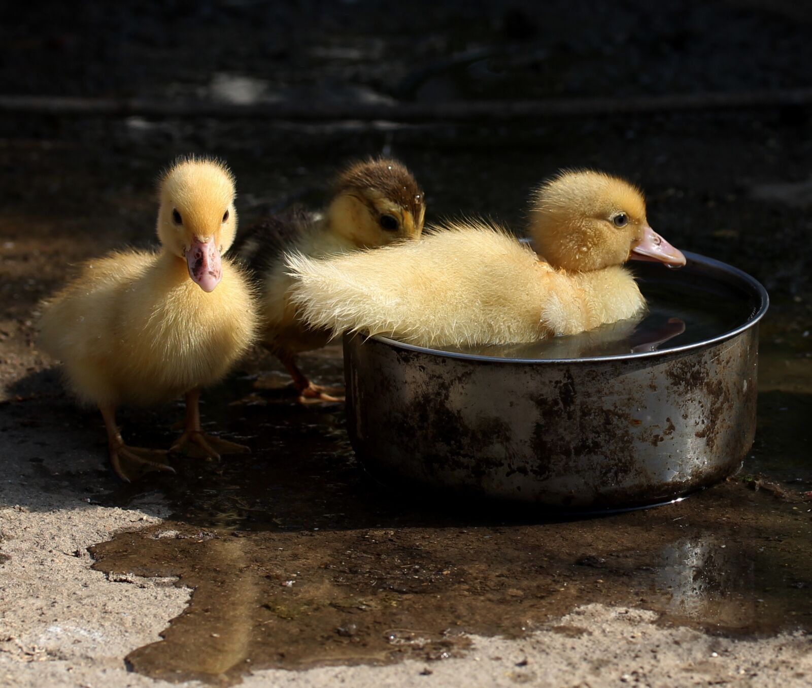 Canon EF-S 60mm F2.8 Macro USM sample photo. Duckling, fluffy, cute photography