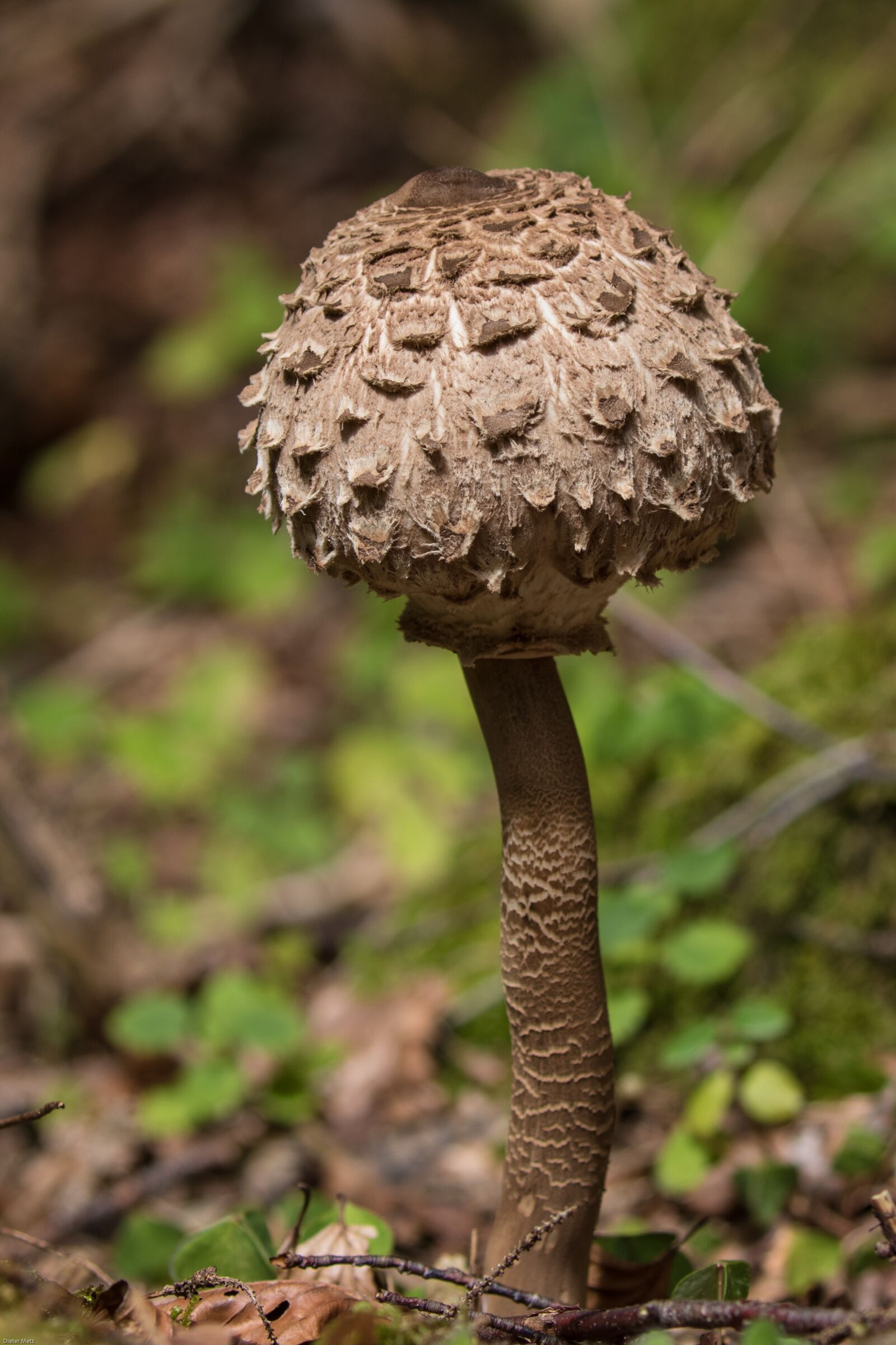 Canon EOS 7D Mark II sample photo. Mushroom, parasol, schirmling photography