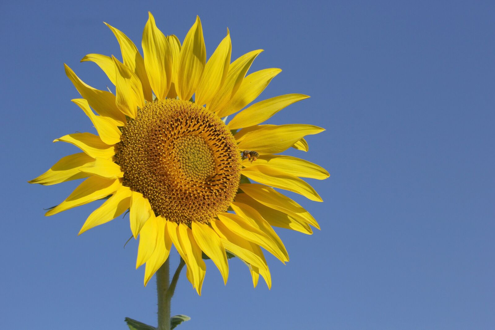 Canon EOS 60D + Canon EF-S 55-250mm F4-5.6 IS STM sample photo. Sunflower, sunny, bright photography