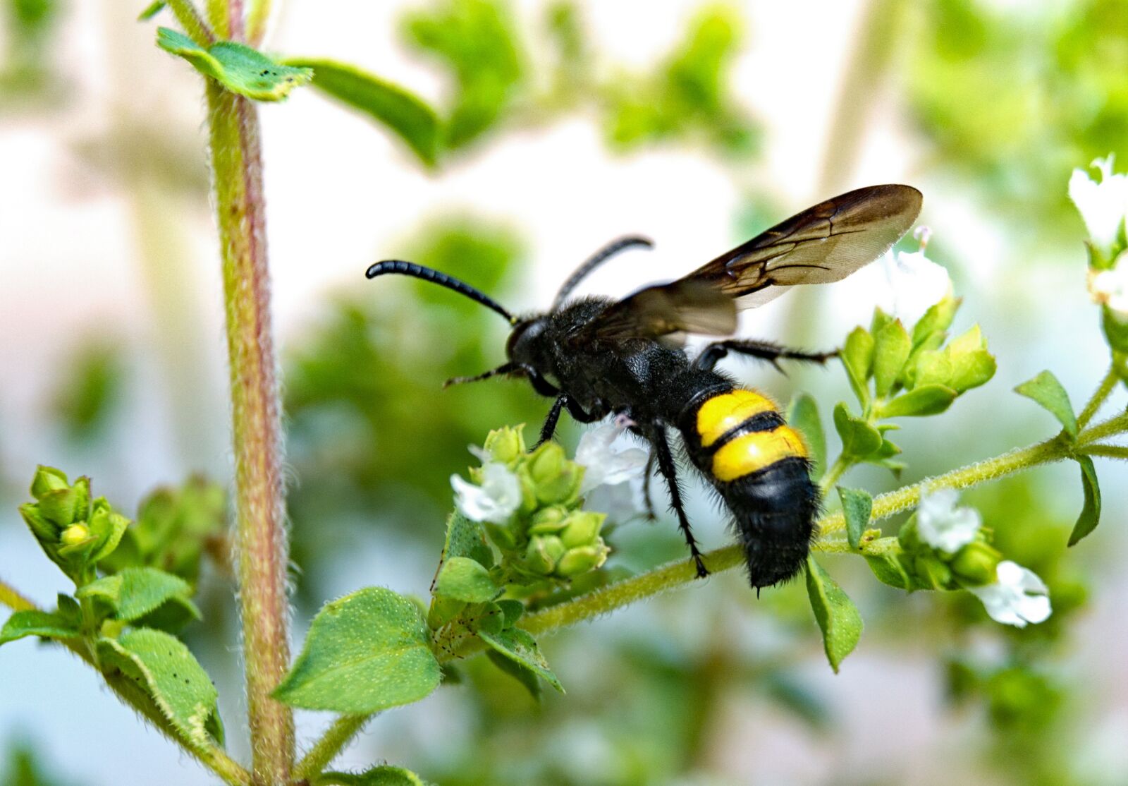 Nikon D7100 sample photo. Dagger wasp, wasp, close photography