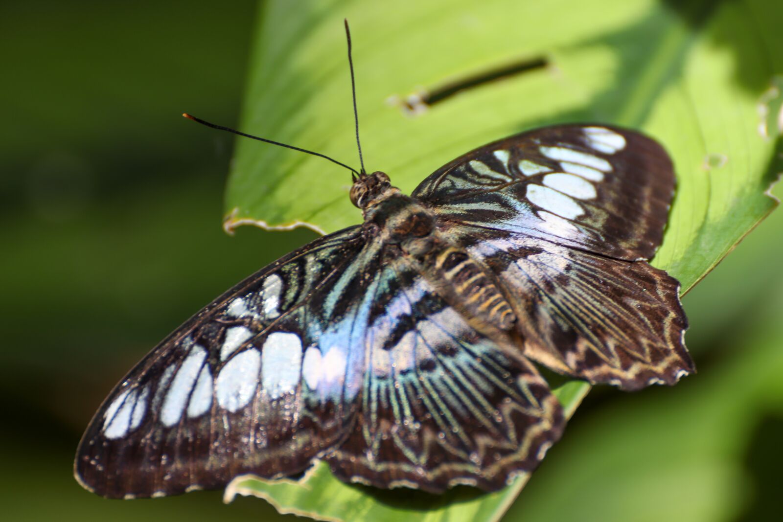 Canon EOS 800D (EOS Rebel T7i / EOS Kiss X9i) sample photo. Butterfly, animal, insect photography
