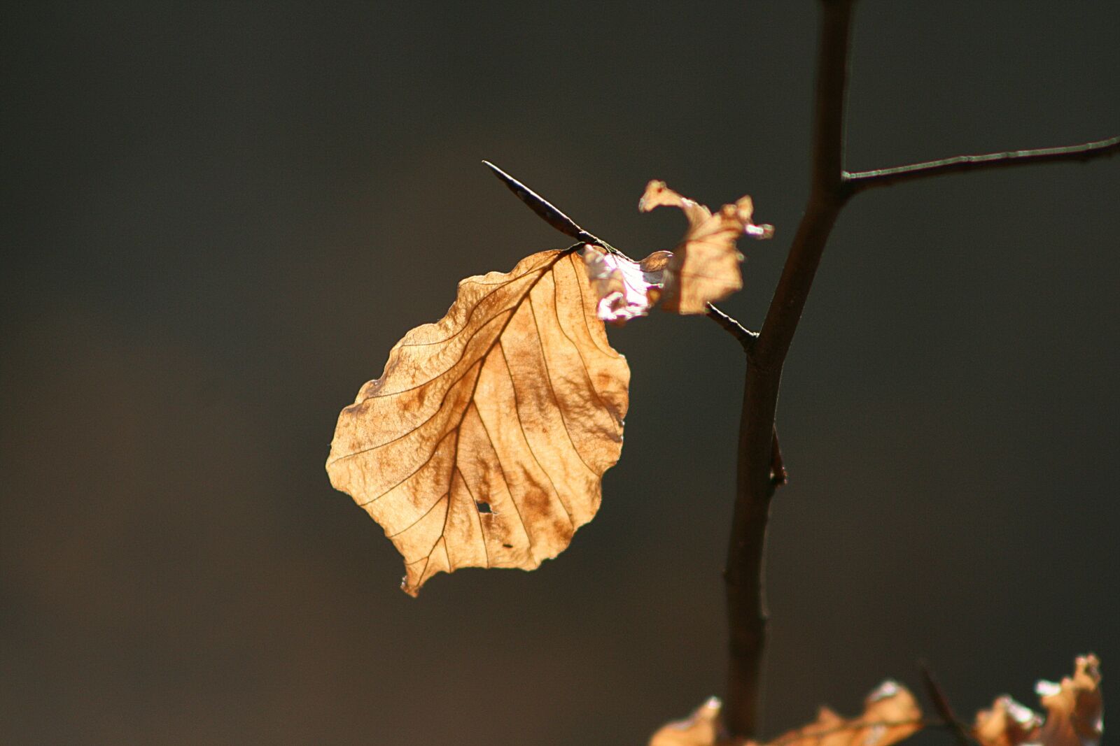 Canon EOS 400D (EOS Digital Rebel XTi / EOS Kiss Digital X) sample photo. Beech leaf, dry, light photography
