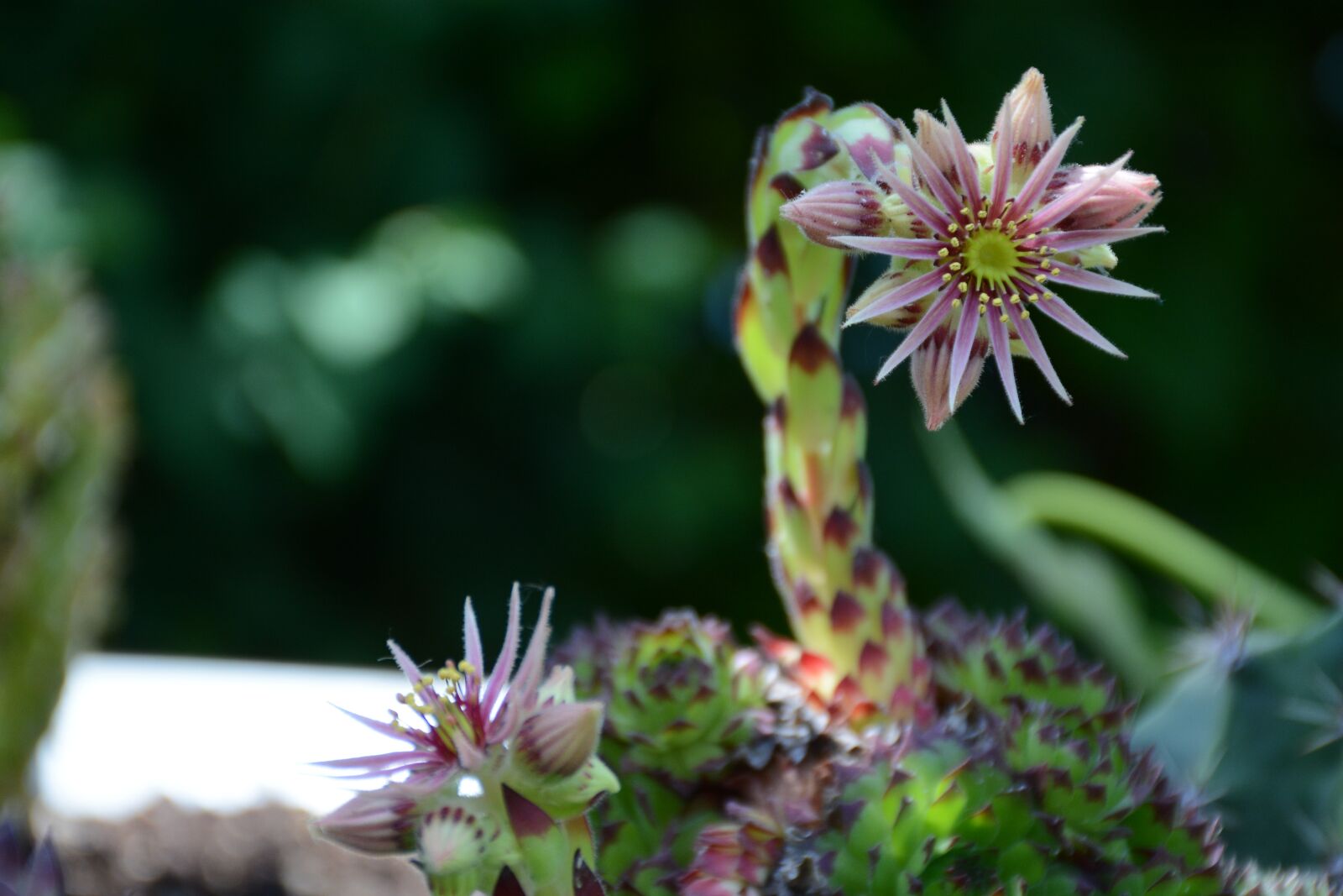 Nikon D7100 sample photo. Netřesk, flower, succulent photography